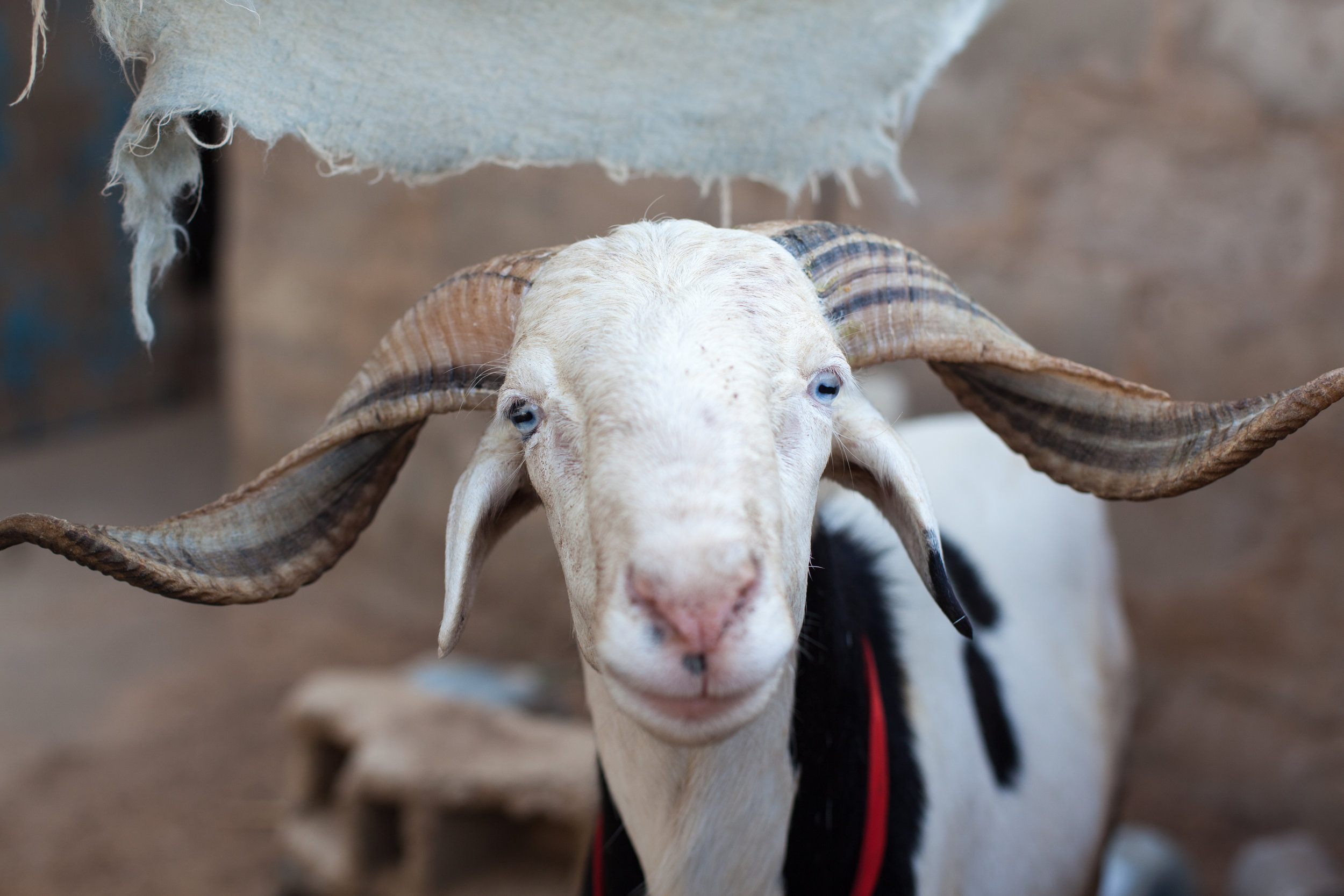 Sheep portrait in Dakar, Senegal.