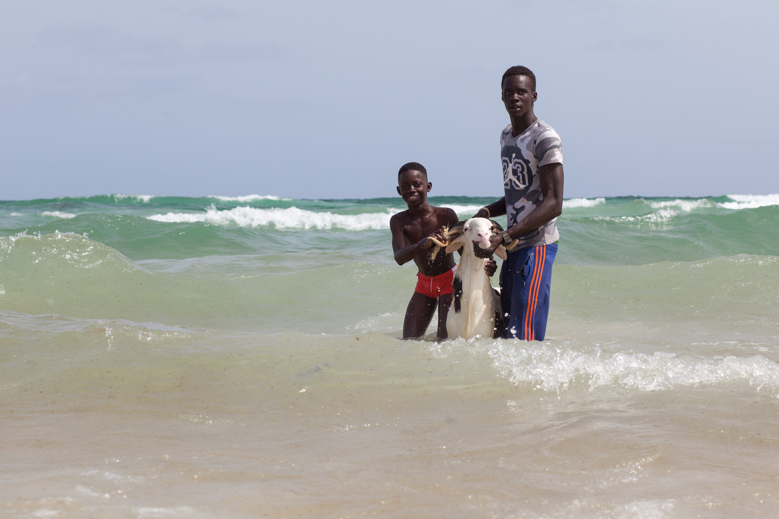 Washing a sheep in the ocean in Senegal before selling it for the Tabaski.