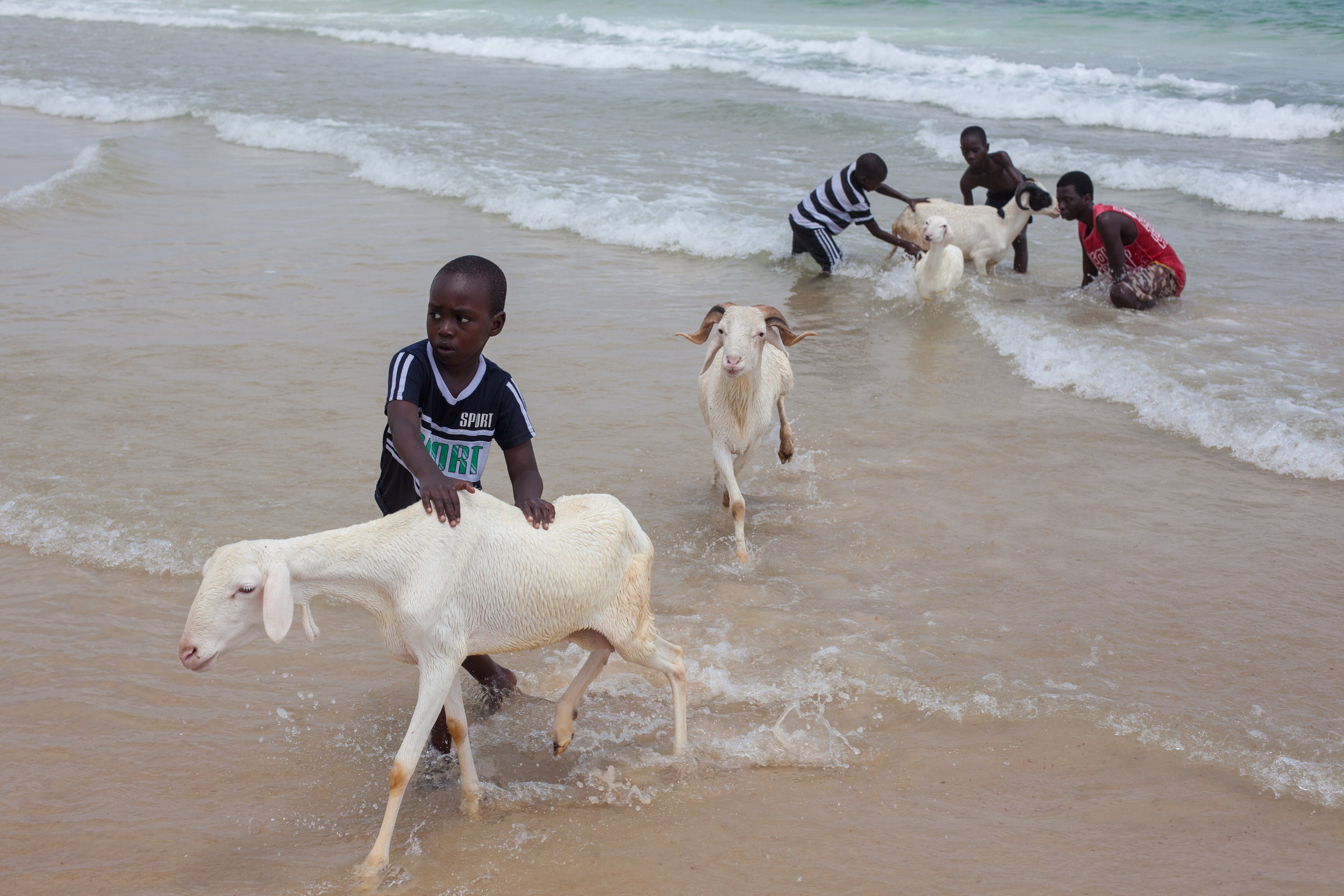 Children washing sheep in the ocean at Yoff Beach in Senegal.