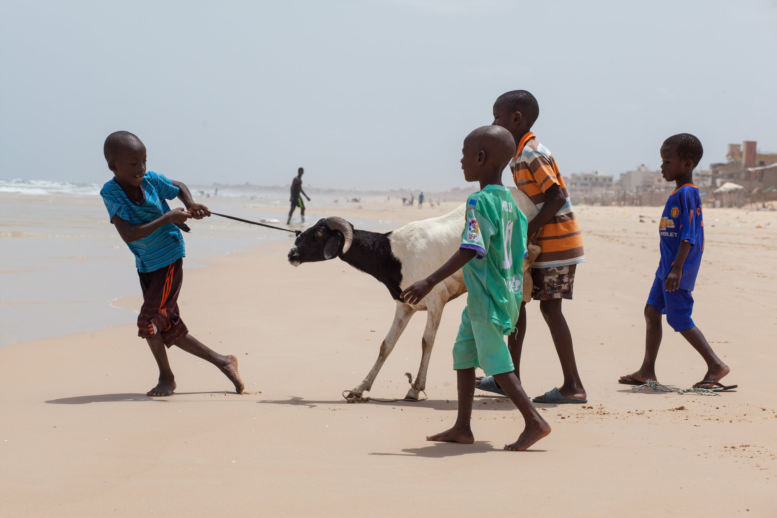 Children lead a sheep into the ocean for a clean prior to the Tabaski Festival in Senegal.