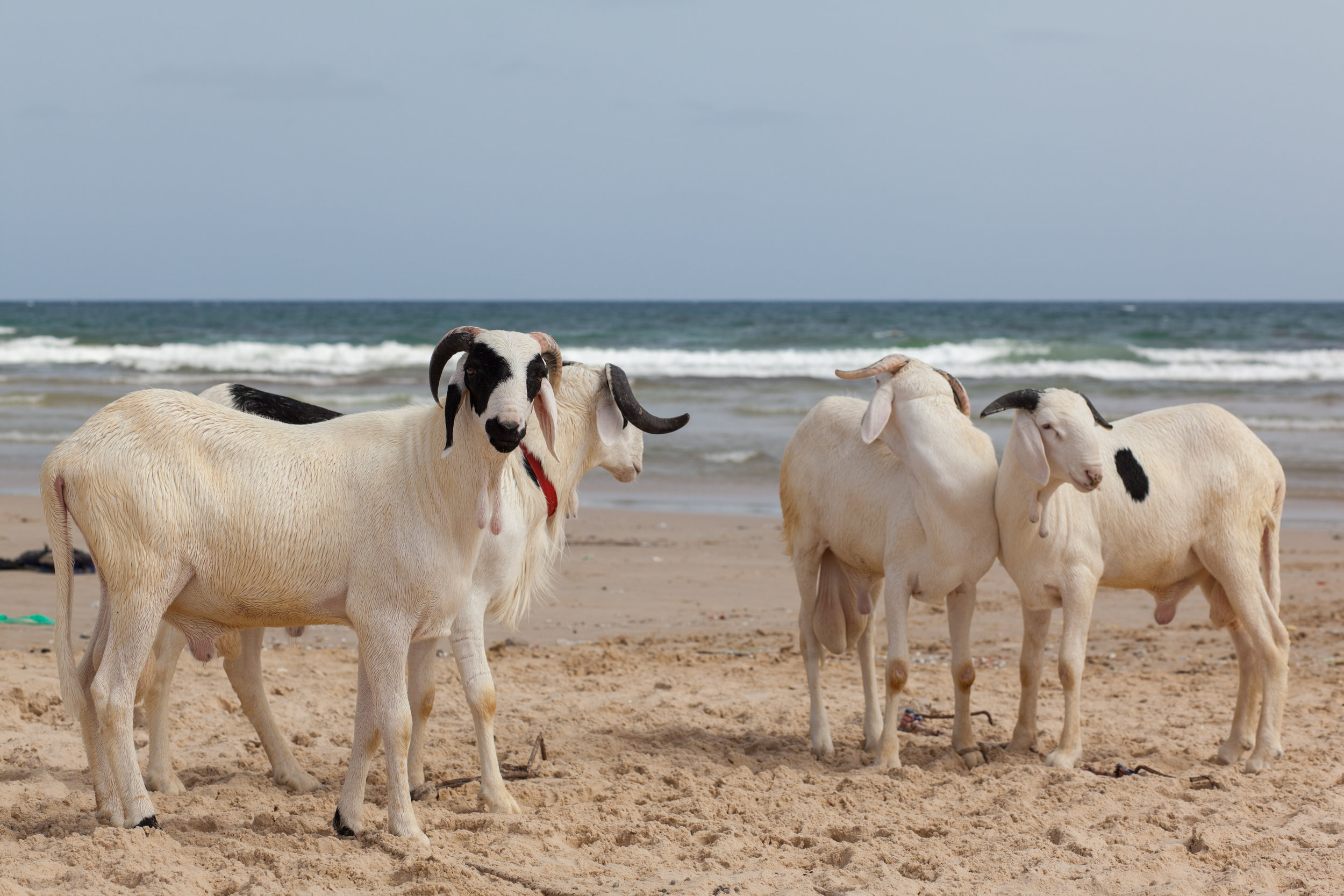 Sheep on the beach at Yoff in Dakar.