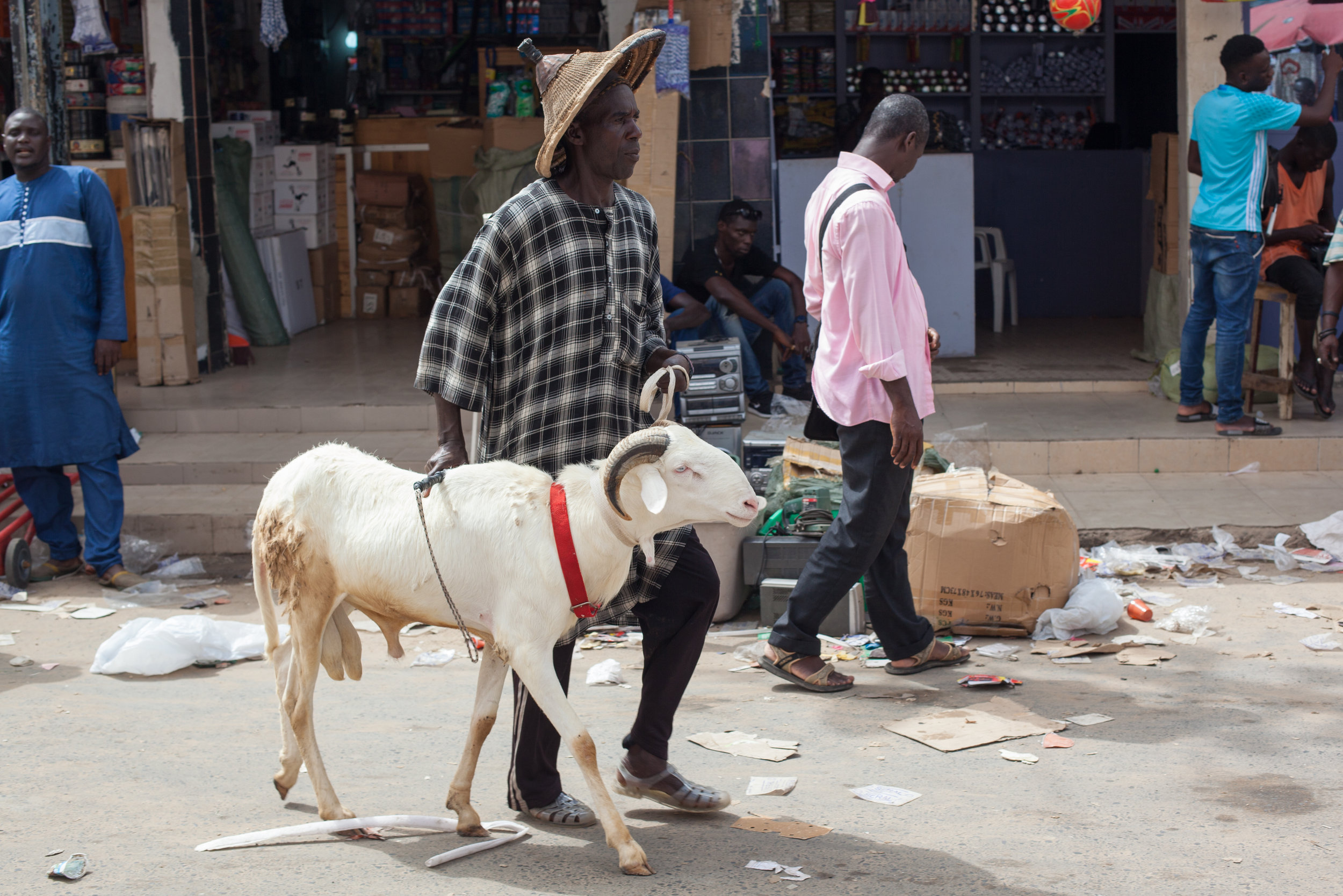 Selling sheep at the market in Dakar, Senegal before the Tabaski Festival.