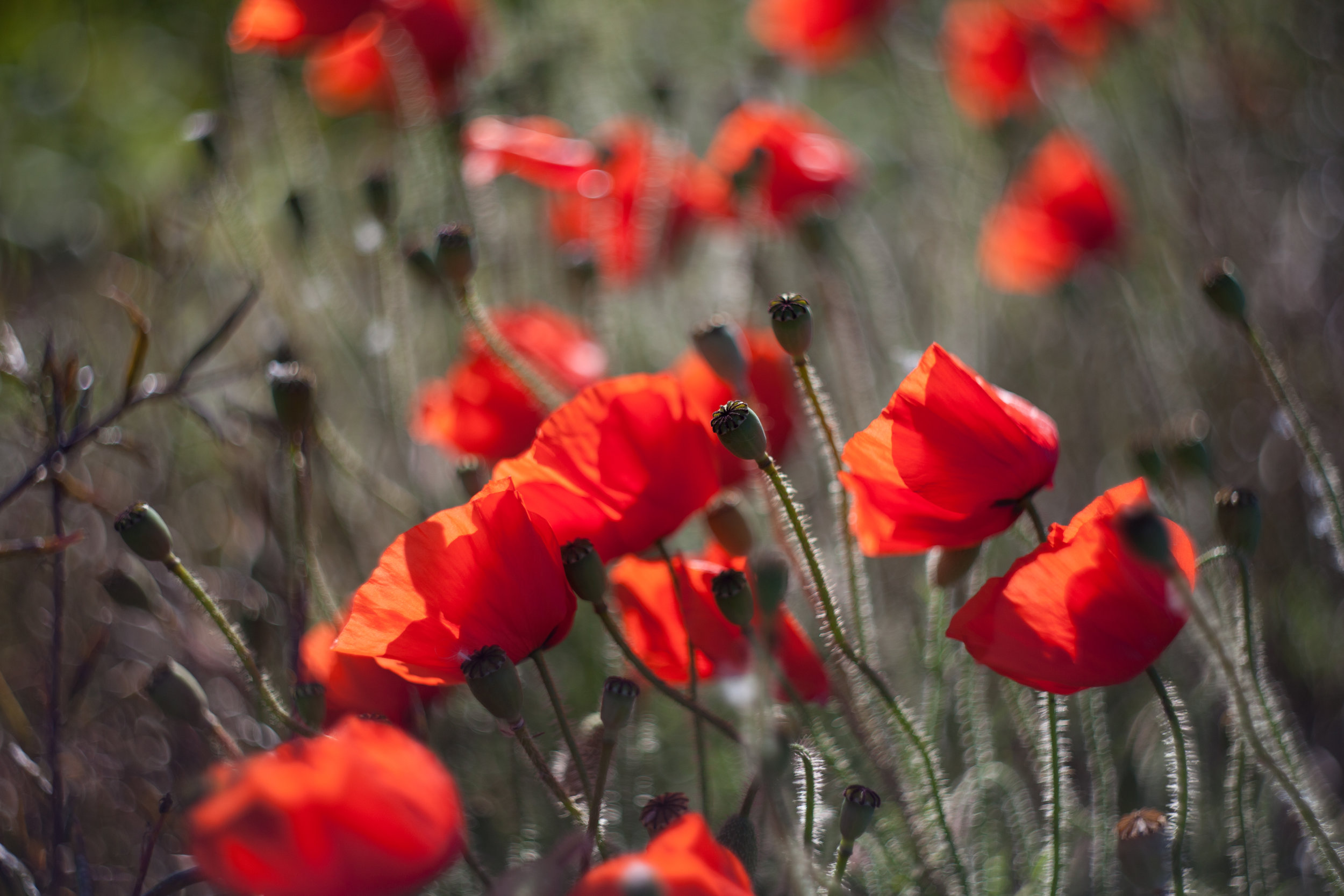 Nature photography on Getty by Geraint Rowland Photography.