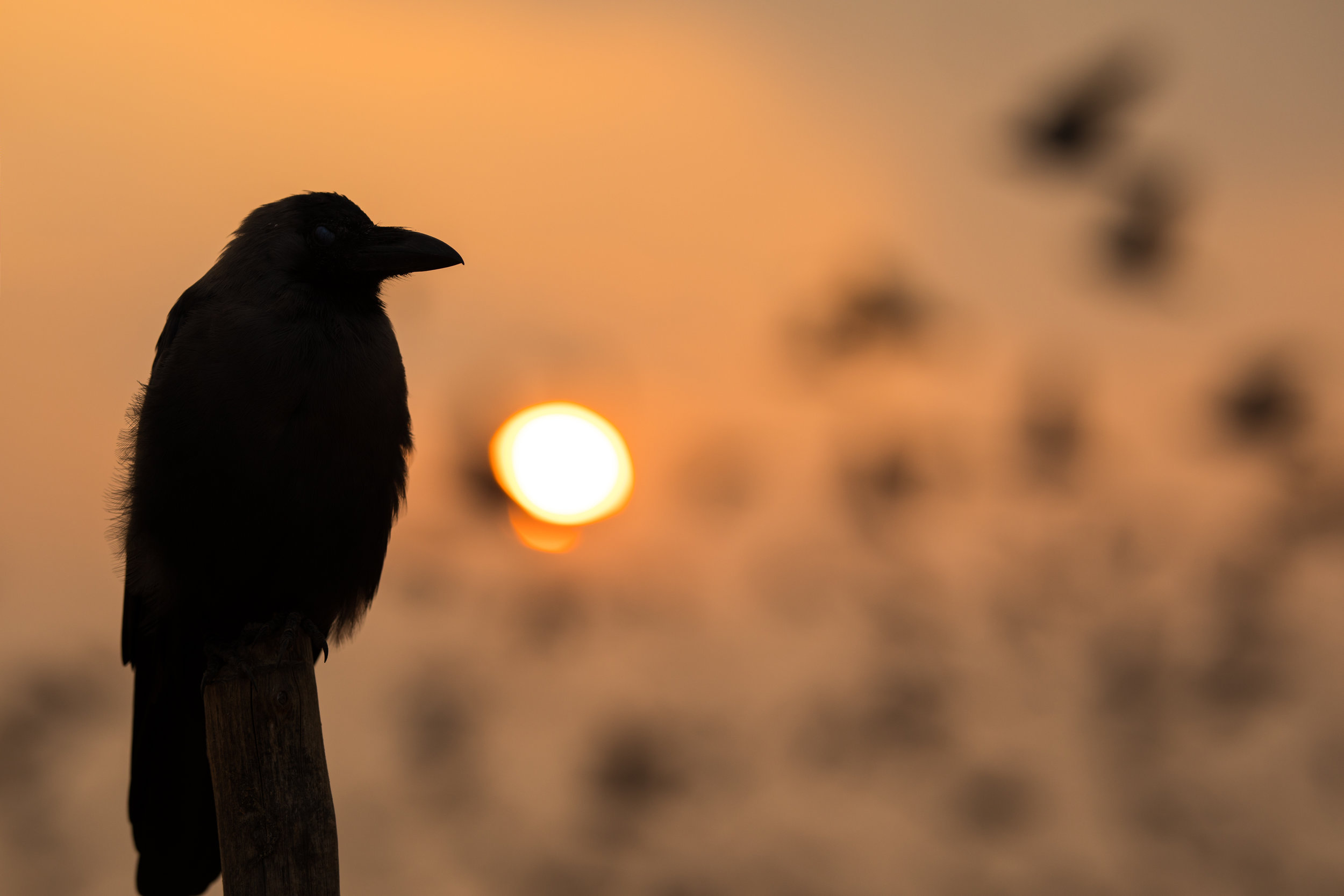 CHENNAI_BIRDS.jpg