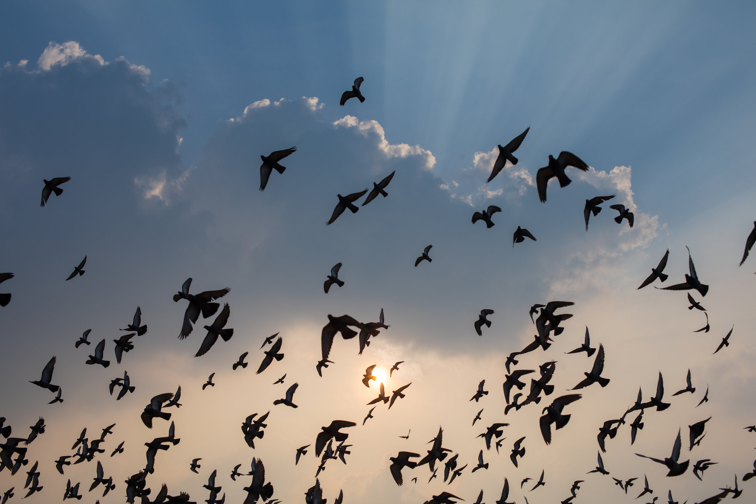 Thousands of birds at sunrise at Marina Beach in Chennai.