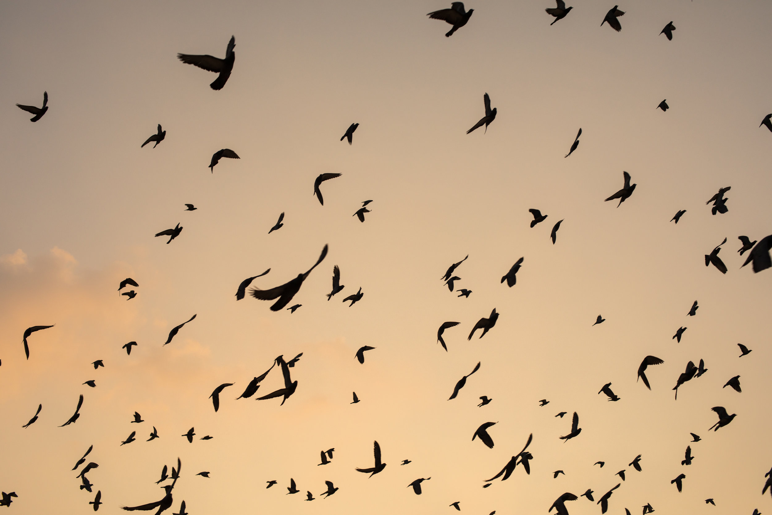 Golden skies filled with birds in India at sunrise.