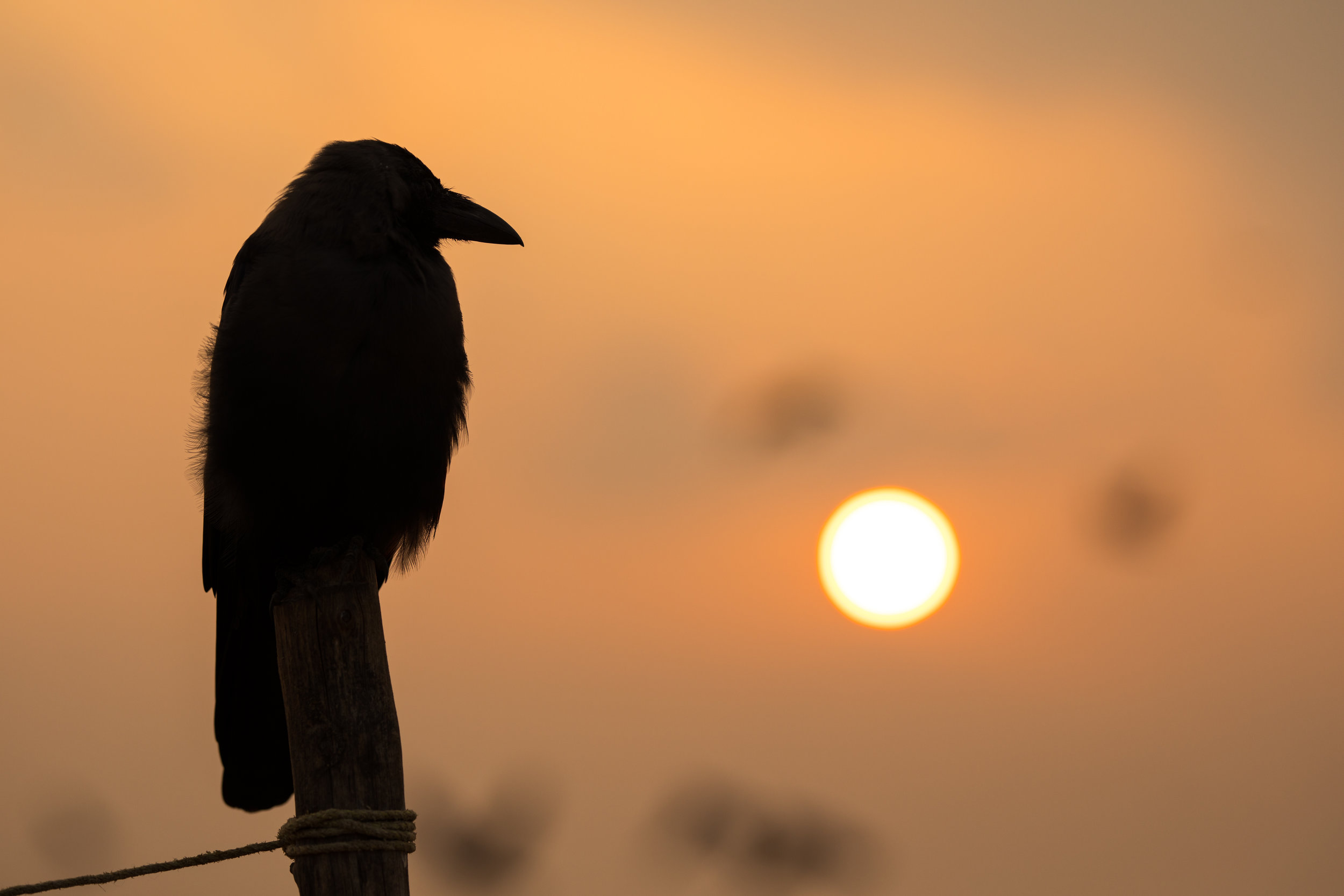 A silhouette of a bird against a golden sky at sunrise in India.