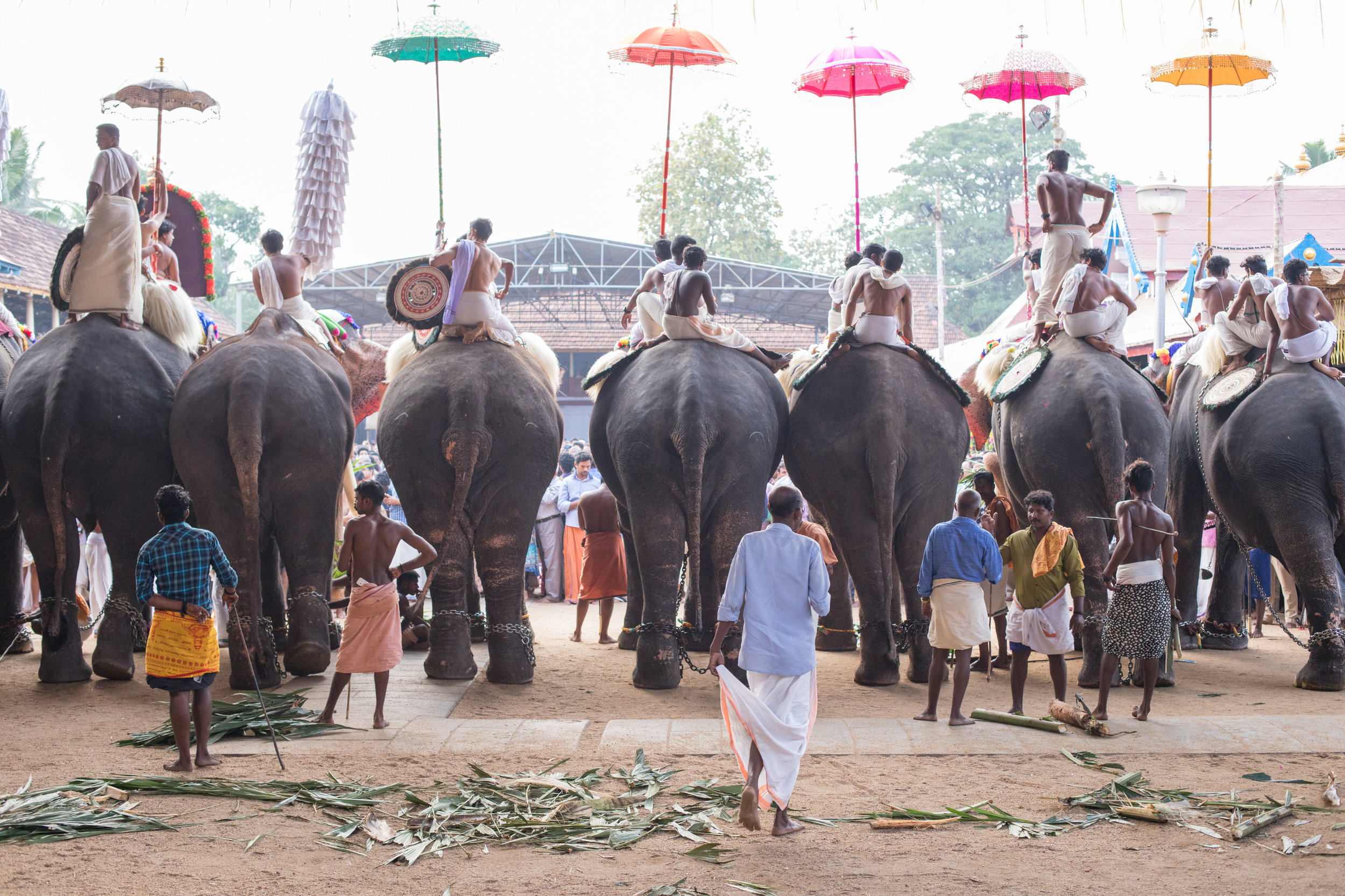 Kerala's Elephant Festivals.