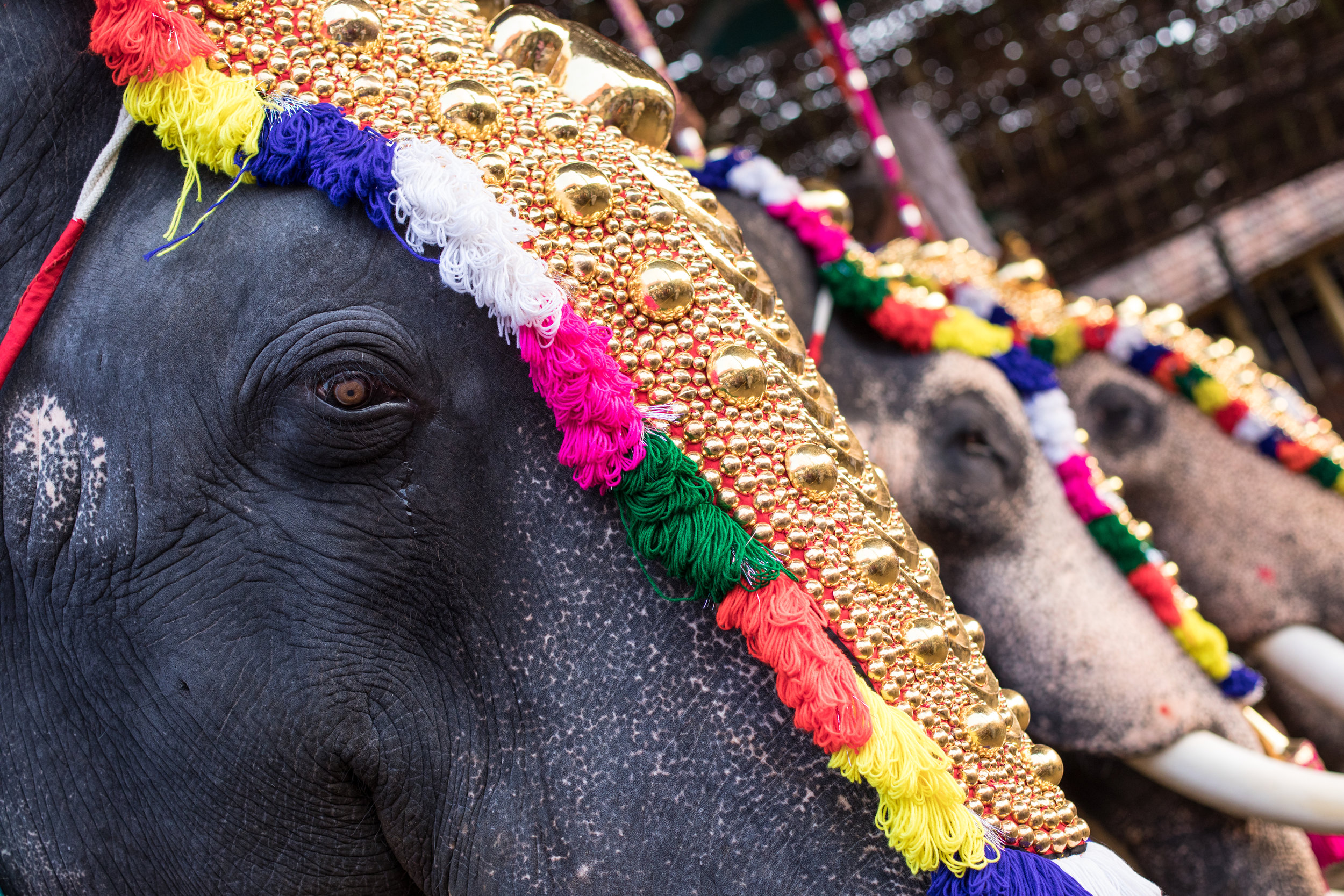 Decorated Elephants at a Festival in India.