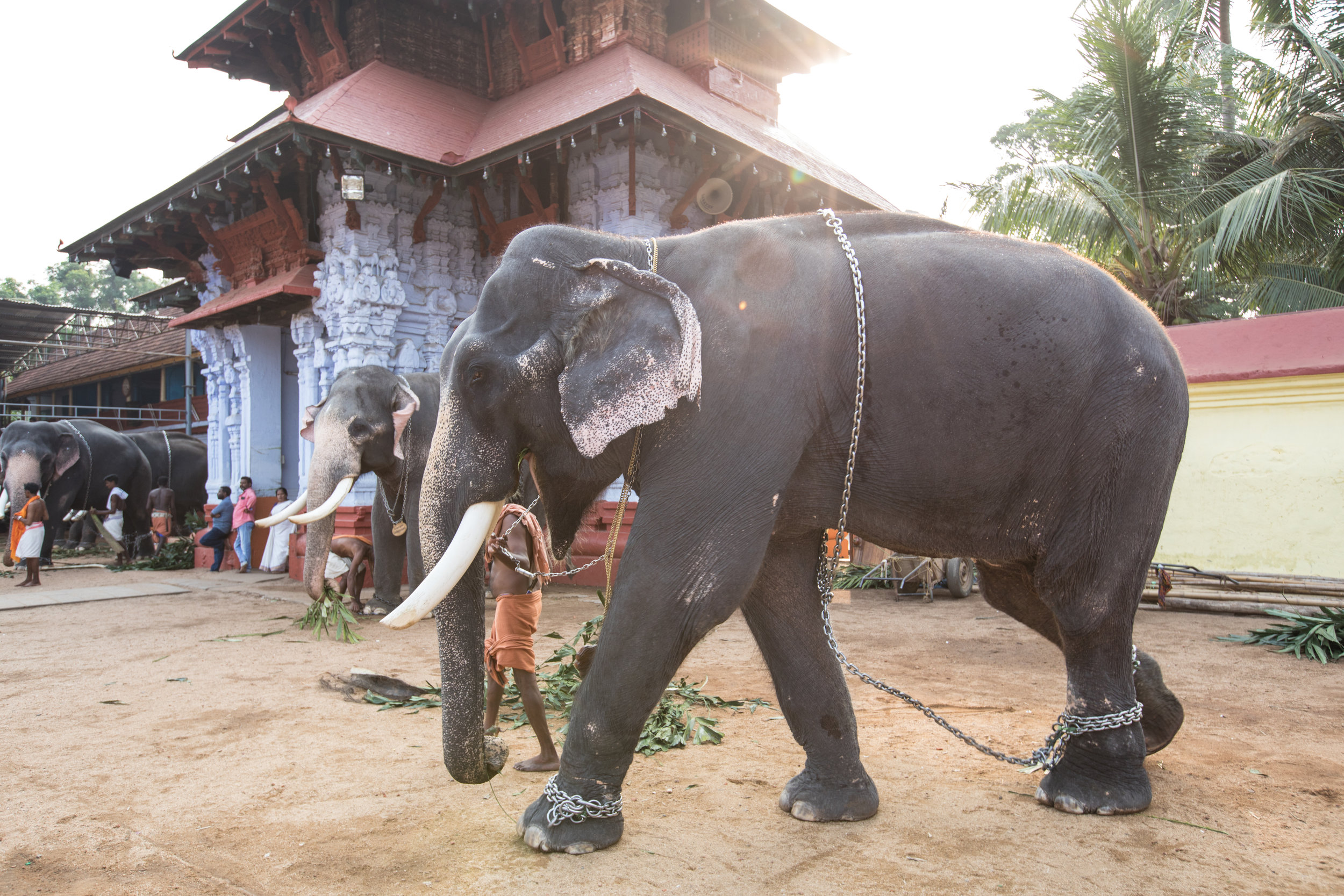 Elephant at a Temple in Kochi.