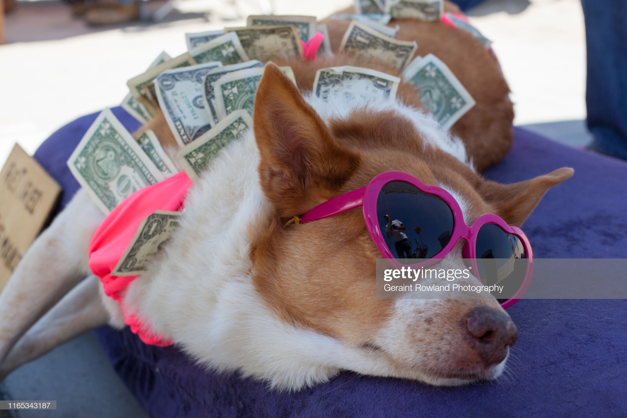 Dog &amp; Dollar Bills in California.