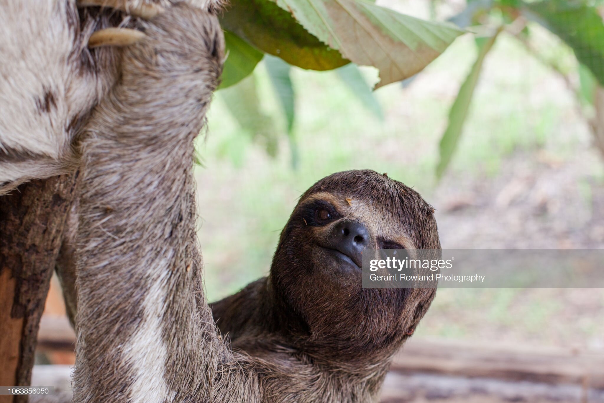 A sloth in Iquitos, Peru.