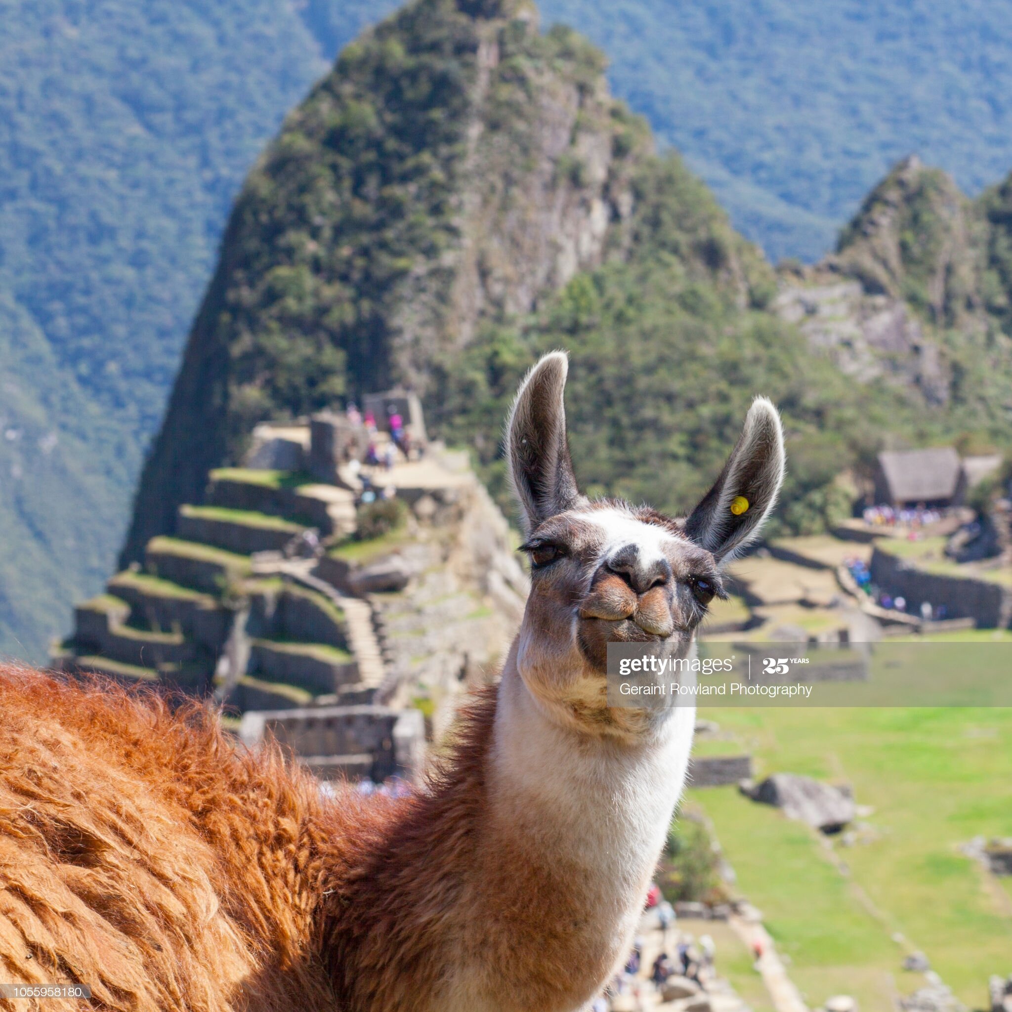 Visit Machu Picchu, Llama Portrait, Peru.