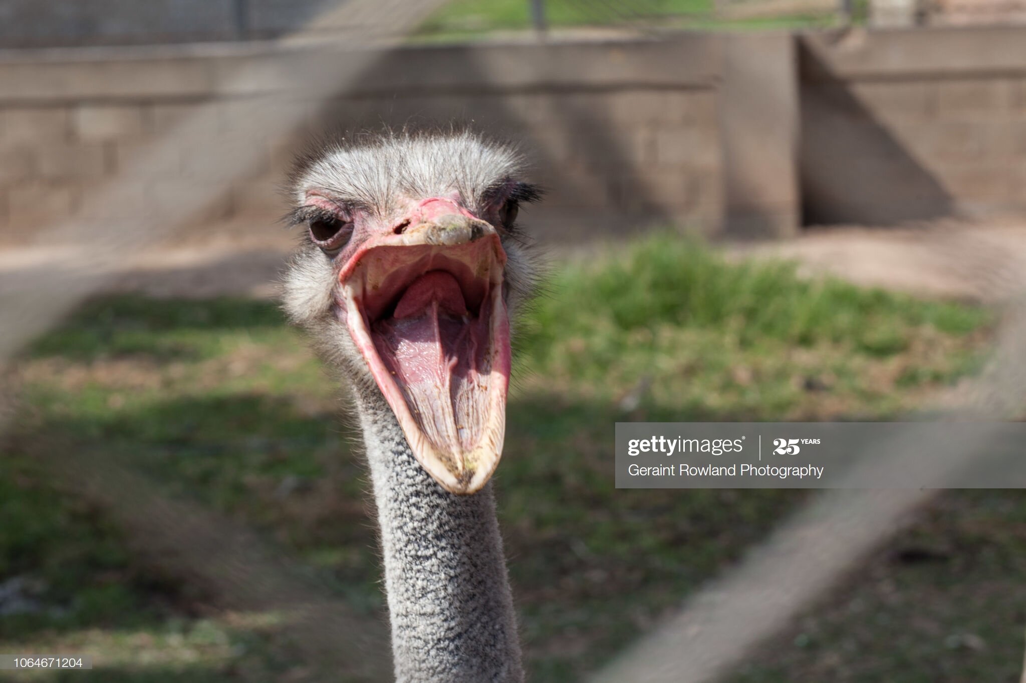 Amusing Ostrich Portrait.