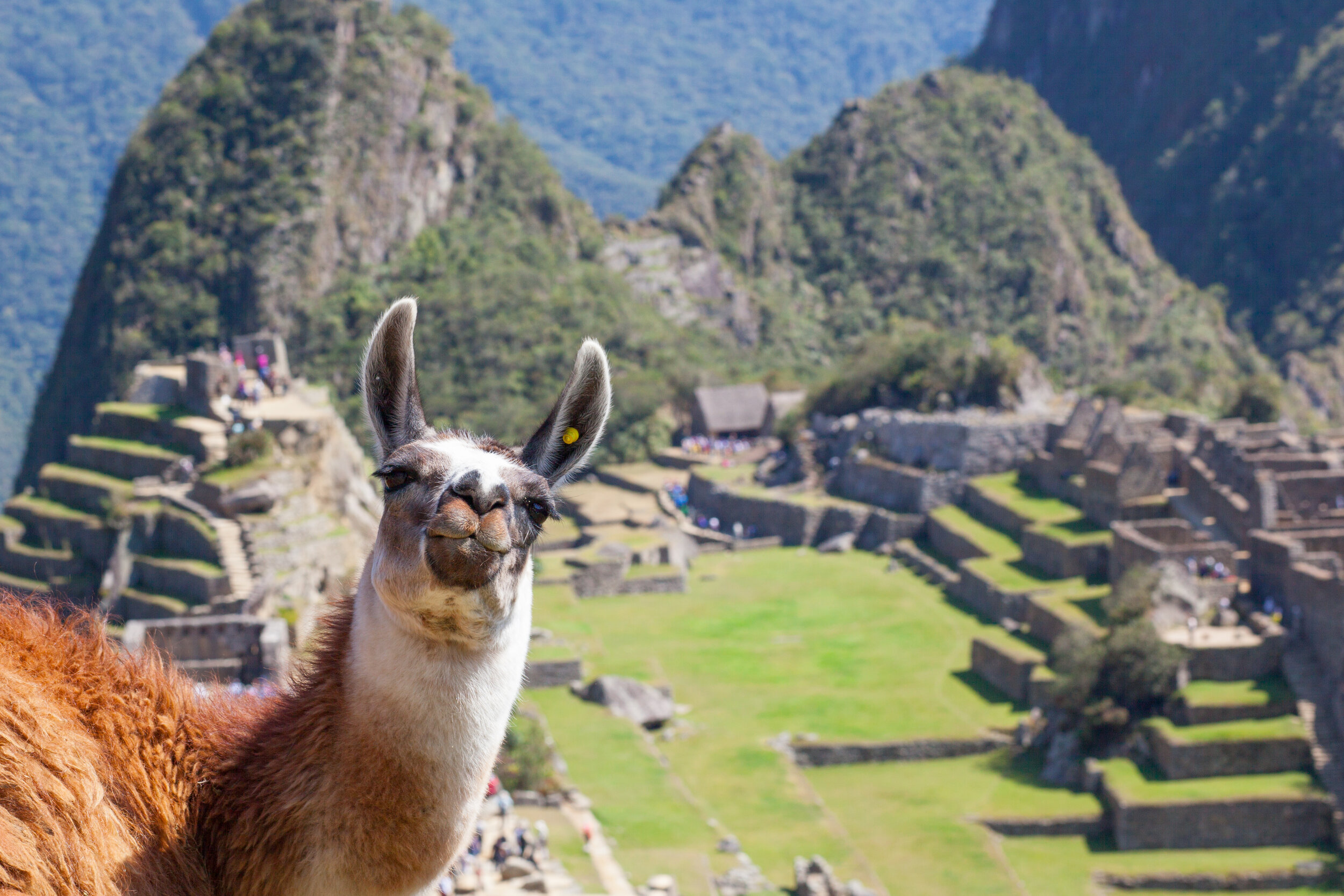 Una amigable llama te da la bienvenida a las ancestrales ruinas de Machu Picchu.