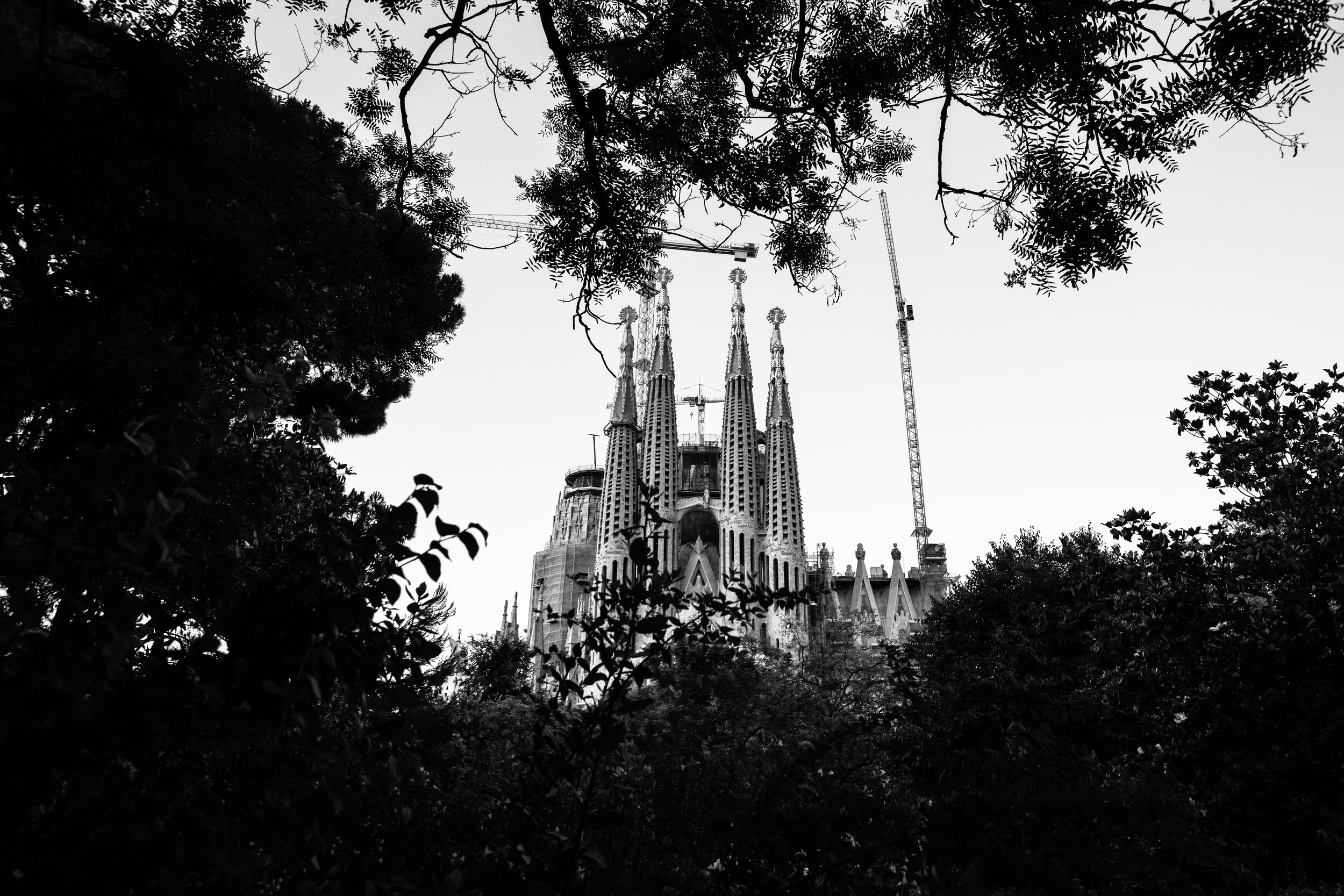 la icónica Sagrada Familia vista desde los arbustos