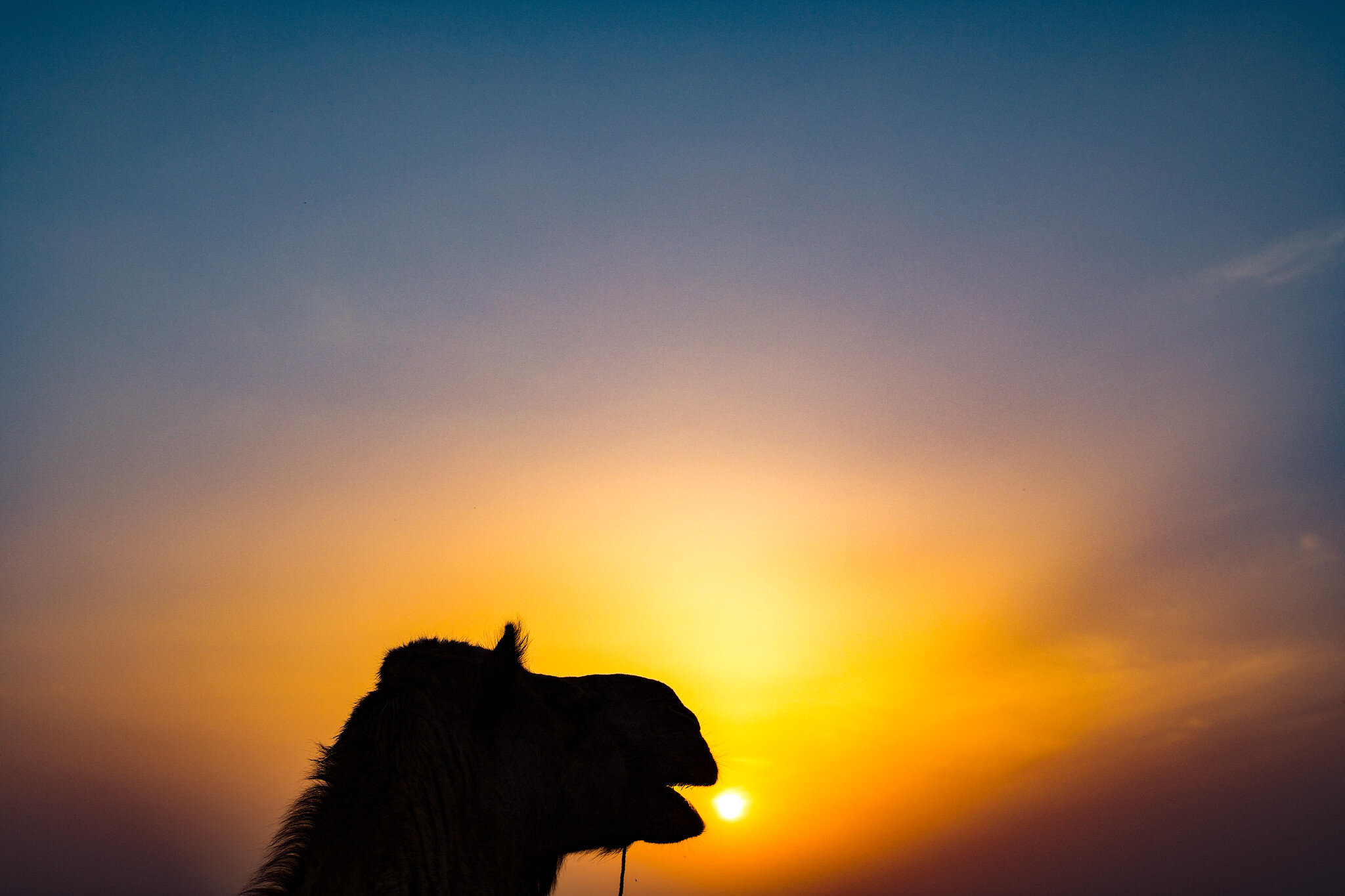 A silhouette portrait of a camel in the Thar Desert, India.
