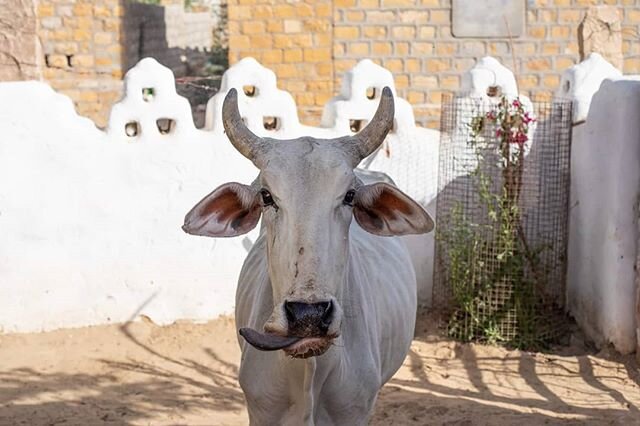 A cow poses for a photo in the small historic town of Khuri around an hour drive from Jaisalmer in Rajasthan, India.

More of my travel images can be found on my website: www.geraintrowland.co.uk.

#NGTUK #cow #cattle #agriculture #portrait #cute #th