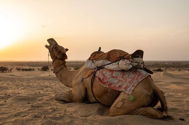 A side profile portrait of a resting camel at sunset in the Thar desert near Khuri, an hour from Jaisalmer in Rajasthan, India.

More of my travel images can be found on my website:

www.geraintrowland.co.uk.

#NGTUK #portrait #cute #thardesertphotog