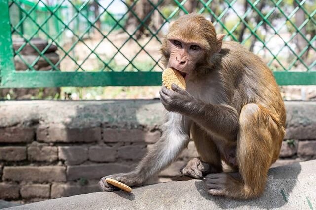 Biscuit Time!  A monkey enjoying some donated biscuits at the Pashupatinath Temple in the city of Kathmandu, Nepal.

More of my travel images can be found on my website: www.geraintrowland.co.uk.

#NGTUK #portrait #instamonkey #instamonkeys#monkeys #