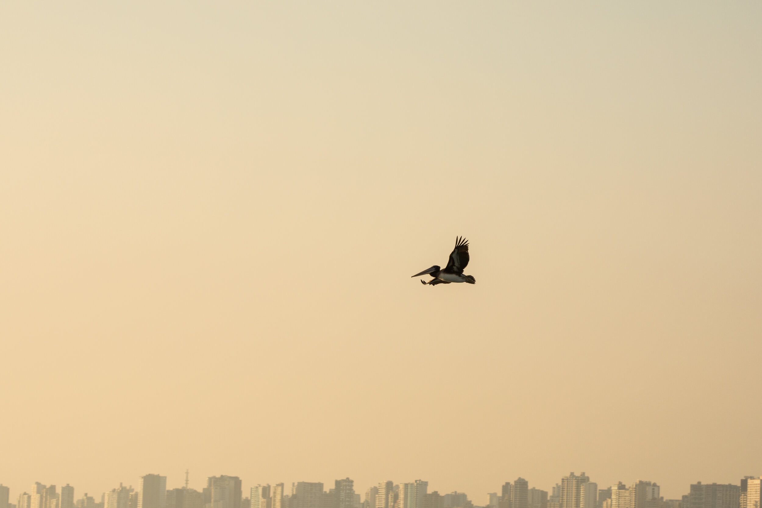 A pelican flying over the Pacific Ocean in Lima, Peru.