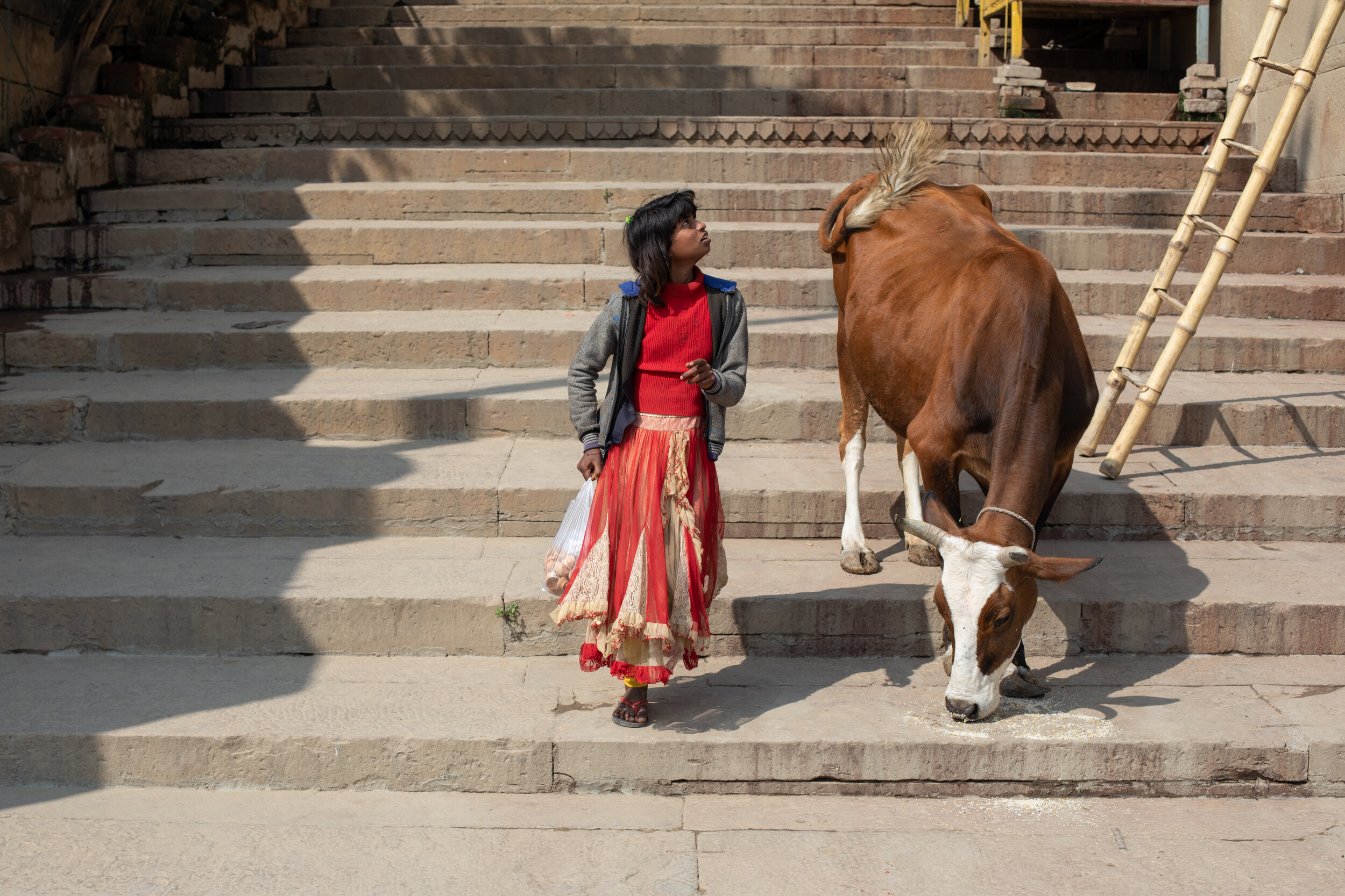 A girl passes a cow on some steps leading down to the River Ganges in Varanasi.  