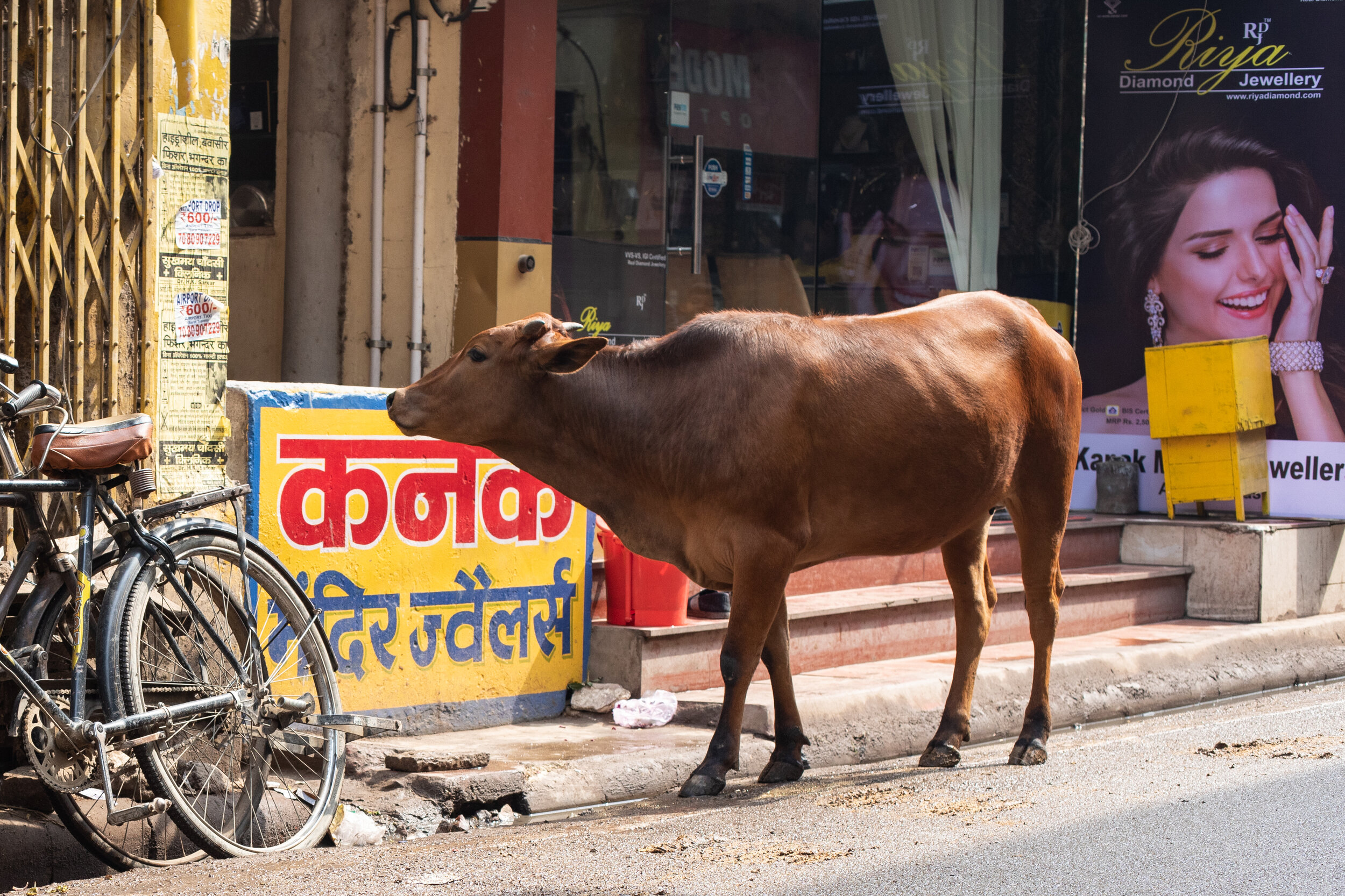 A cow inspects a shop window in the City of Varanasi.  