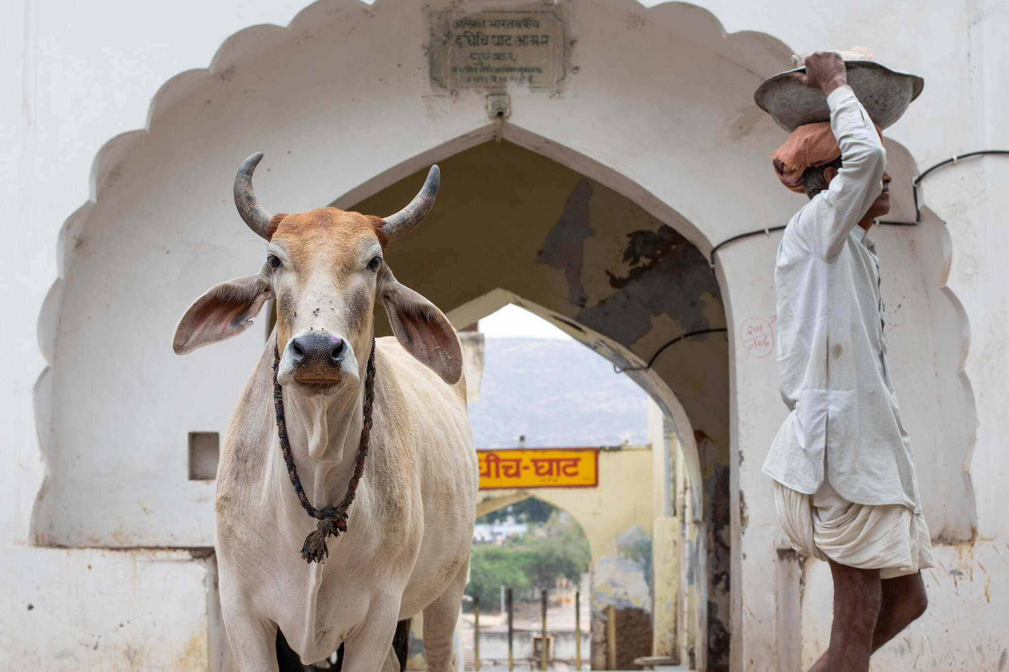 A candid street photo taken in Pushkar, Rajasthan, India.  A cow stares towards the camera while a local man walks past.
