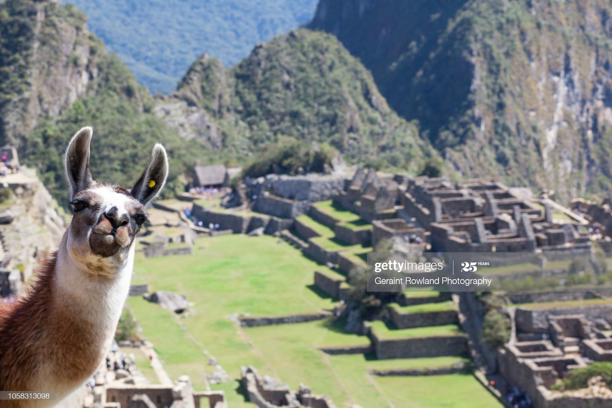 A llama welcomes tourists to Machu Picchu in Peru.