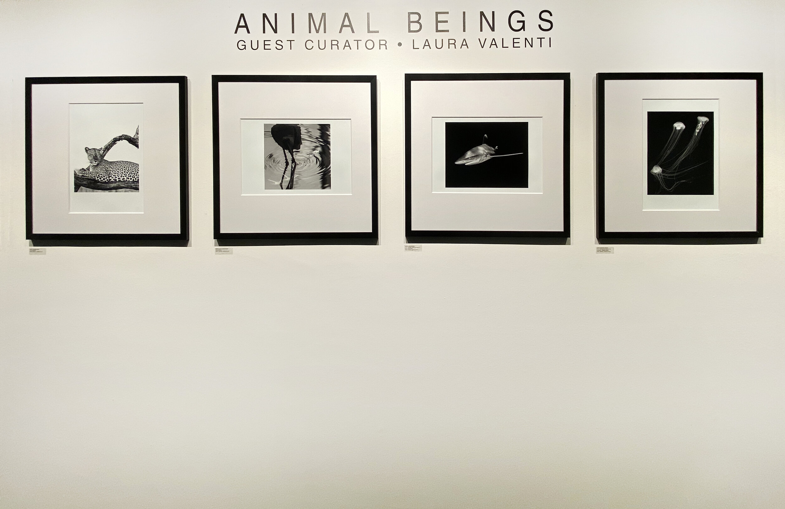 Animal Beings, a guest curated exhibit&nbsp;by Laura Valentini.