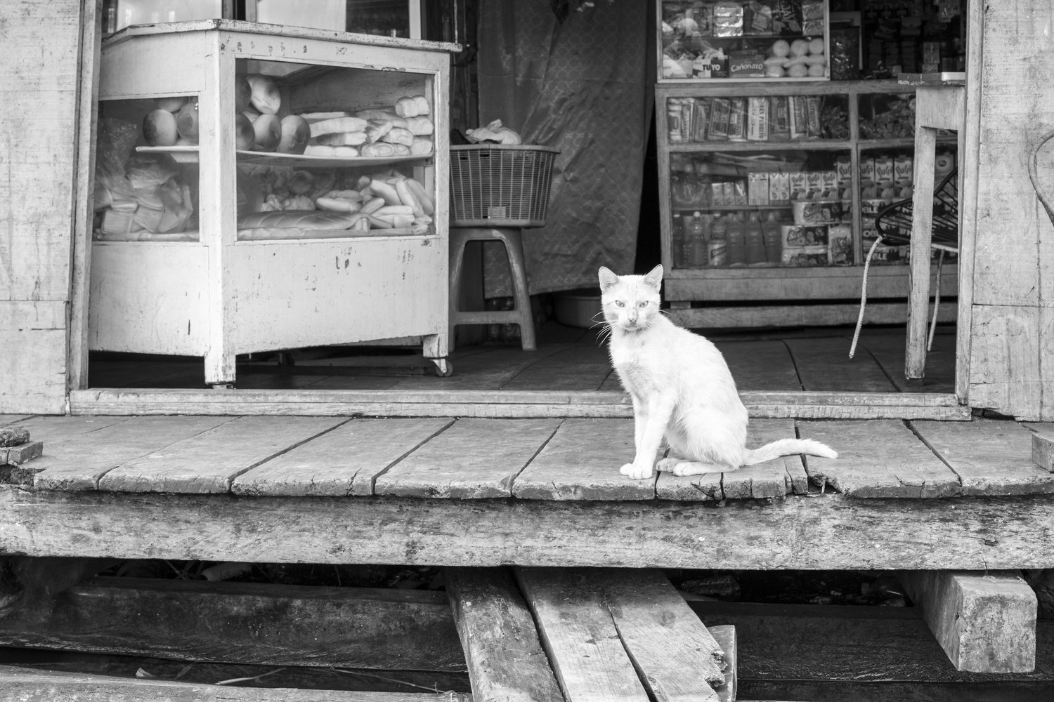Fotografía en blanco y negro de un gato en la selva de Perú.
