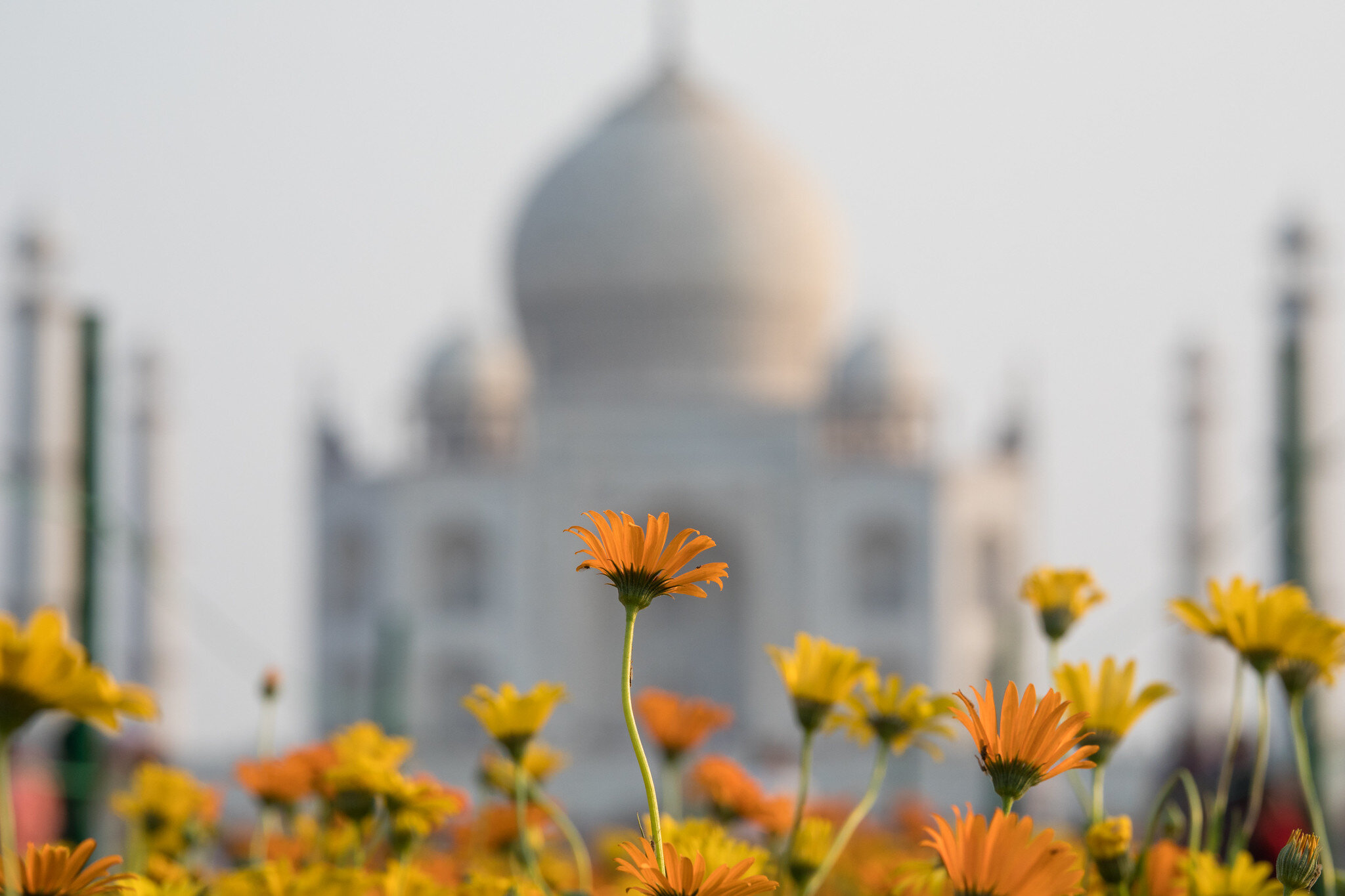 Taj Mahal Photography prints to buy!