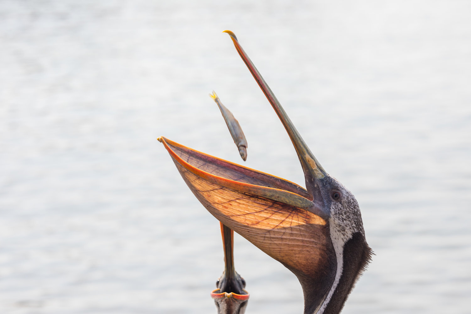  Alimentando a los pelicanos en Chorrillos, Lima.