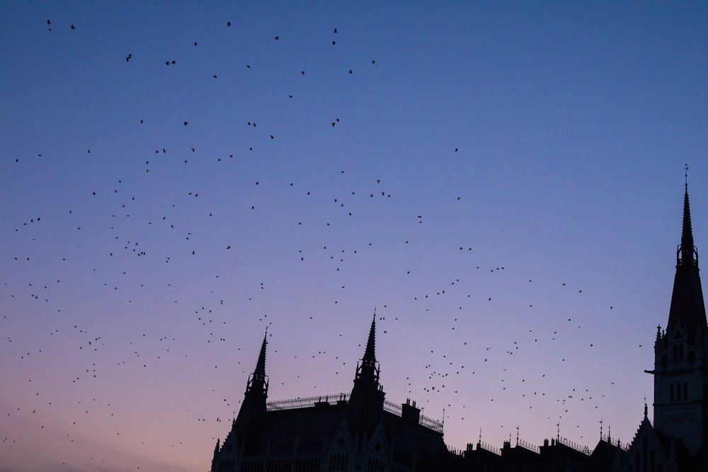 Sunset &amp; birds over the Sunset Over Parliament Building, Budapest