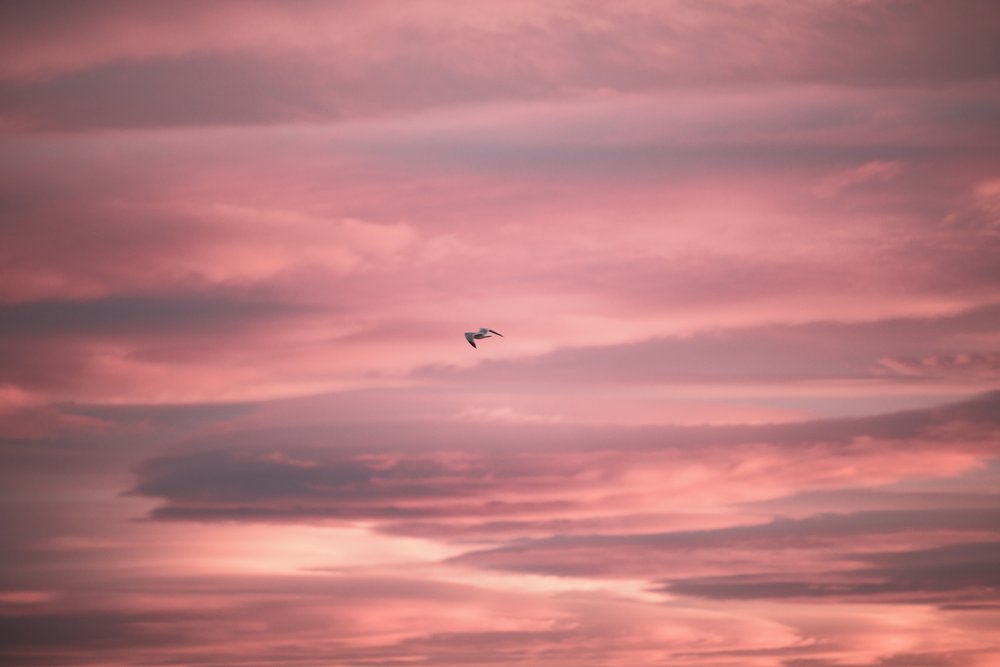 A single bid flying against a vibrant pink sky in Spain