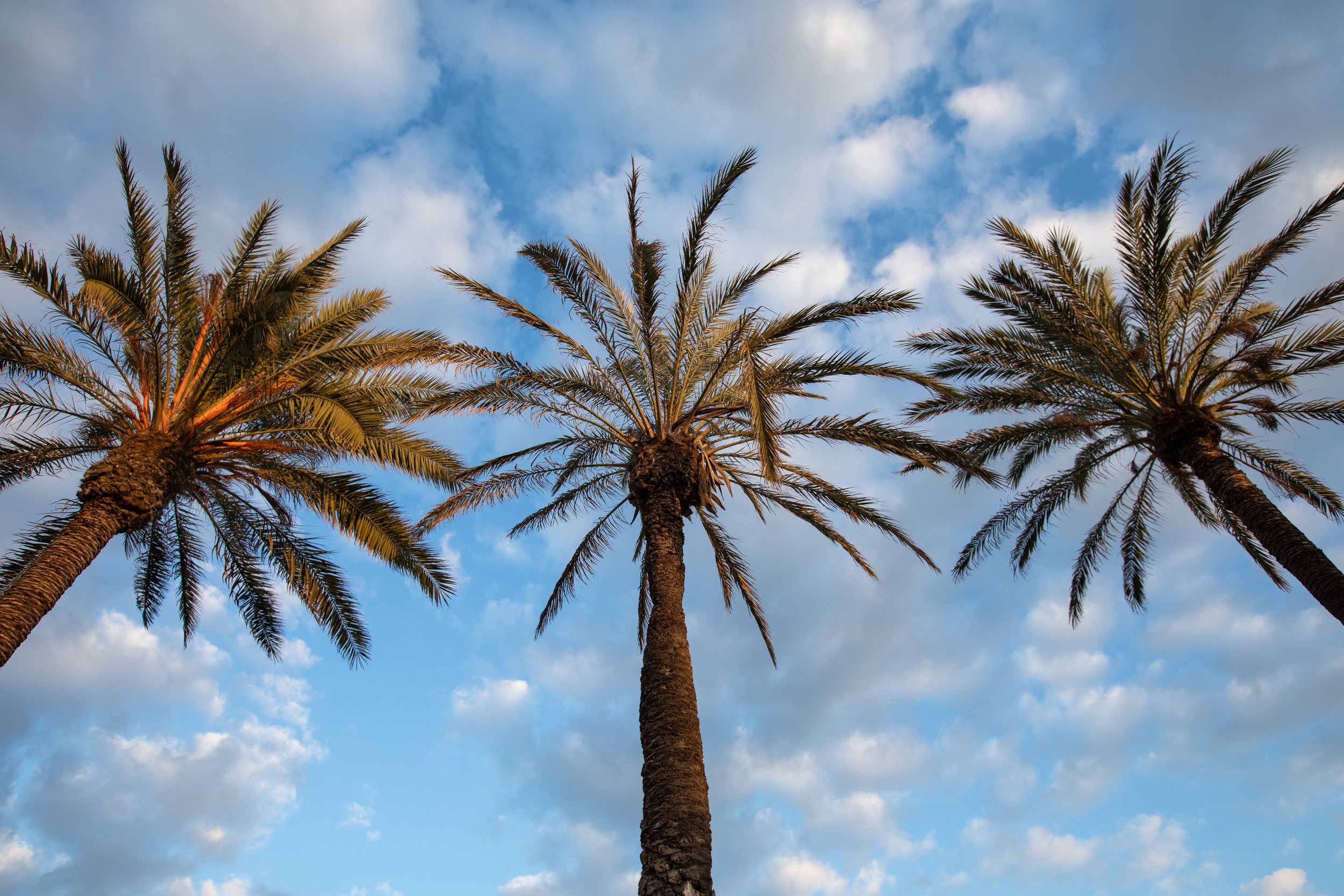 Mil Palmeras, a thousand palm trees, a beach town in Spain
