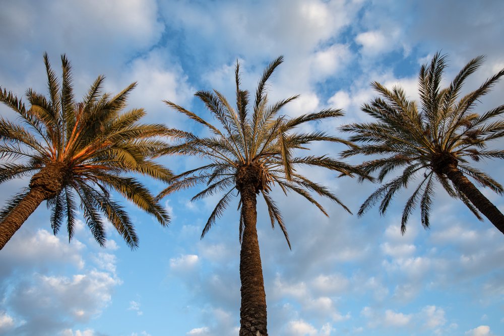 Mil Palmeras, a thousand palm trees, a beach town in Spain