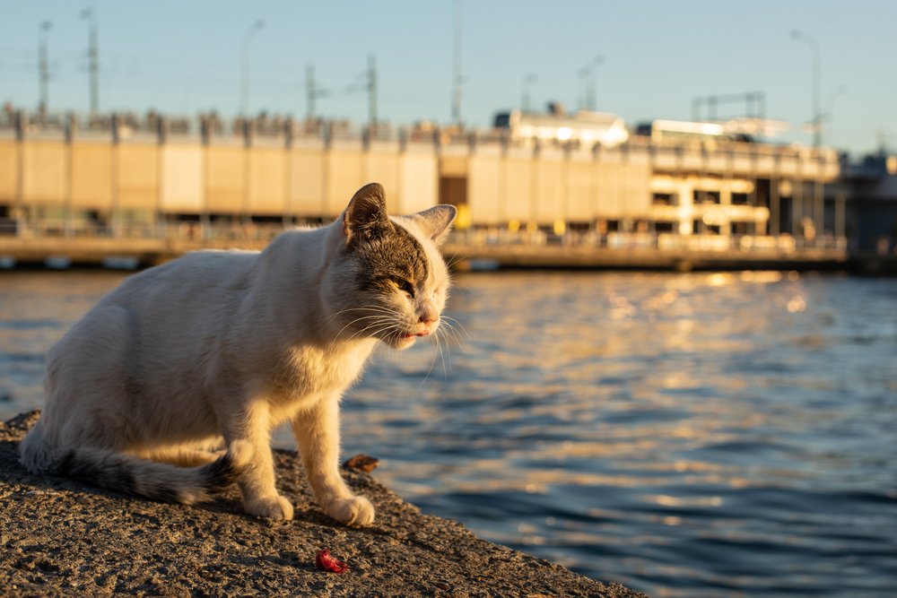 Lots of stray cats to take photos of in Istanbul, here's one sunbathing by the Bosphorus