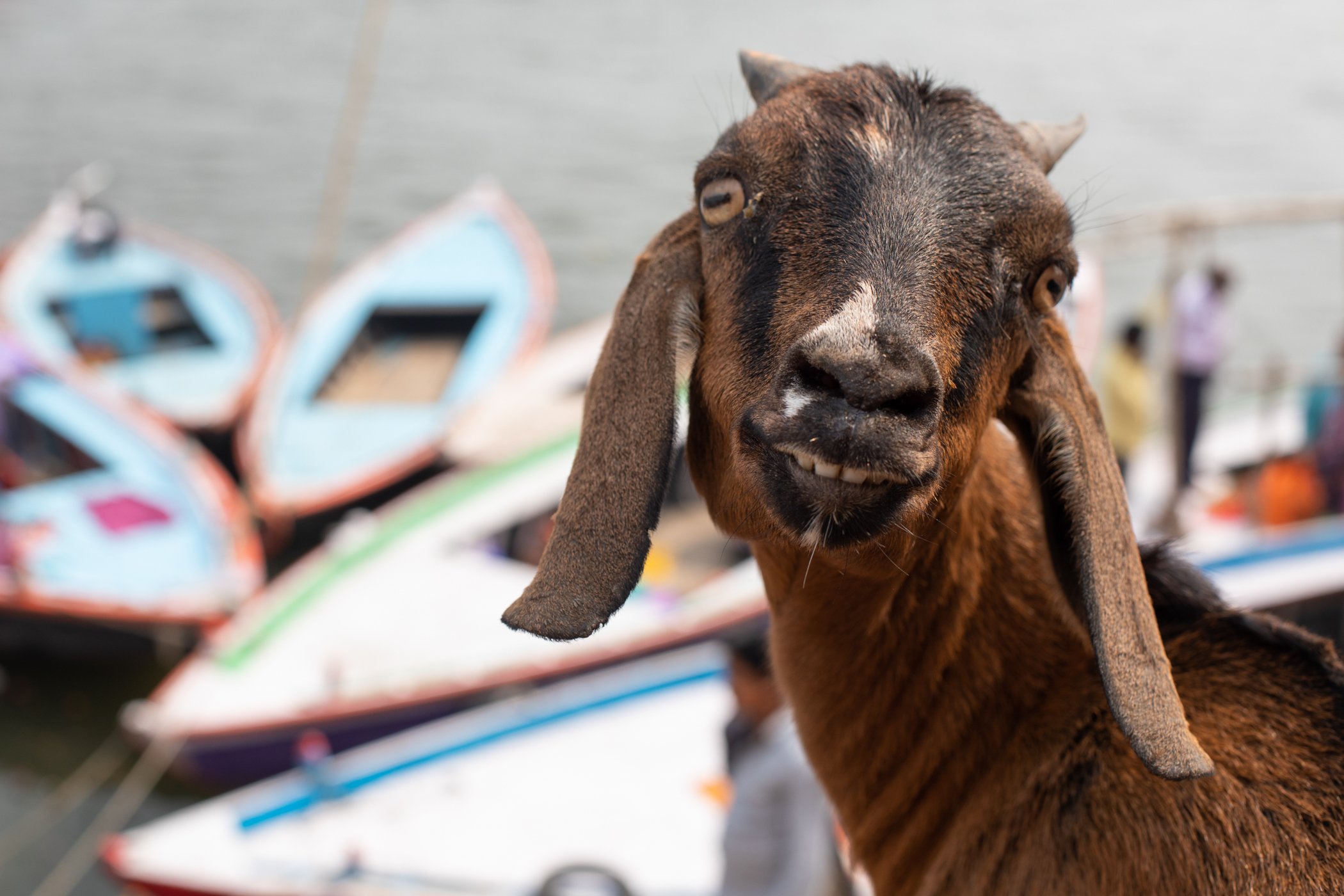 Crazy Goat on the banks of the River Ganges in Varanasi, India.