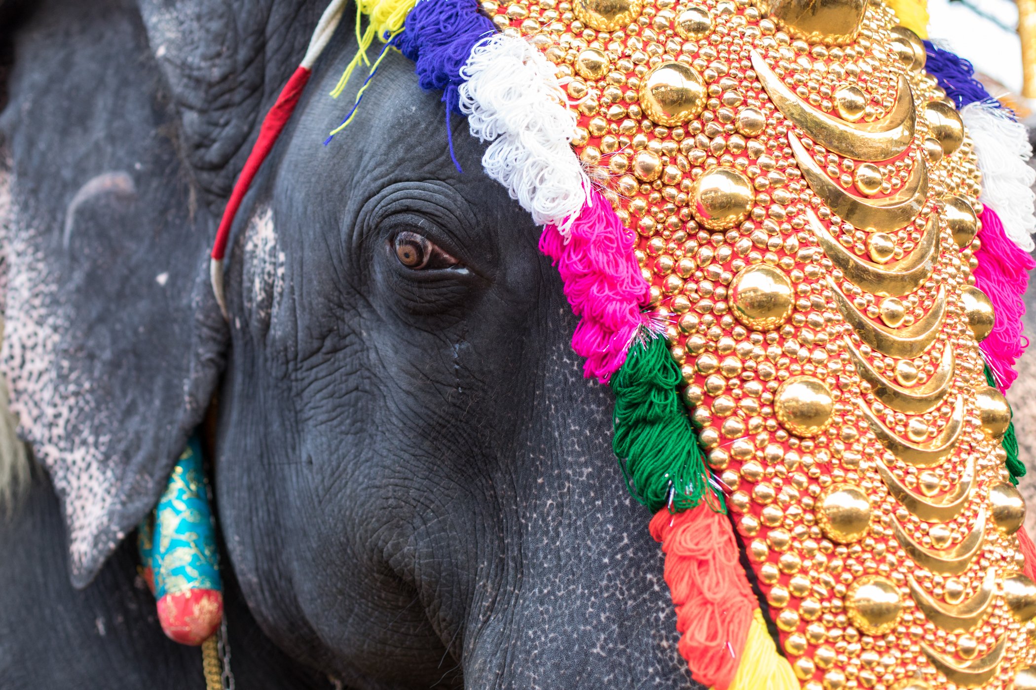 Close up headshot portrait of an Elephant at a festival in Kochi in Kerala, India.