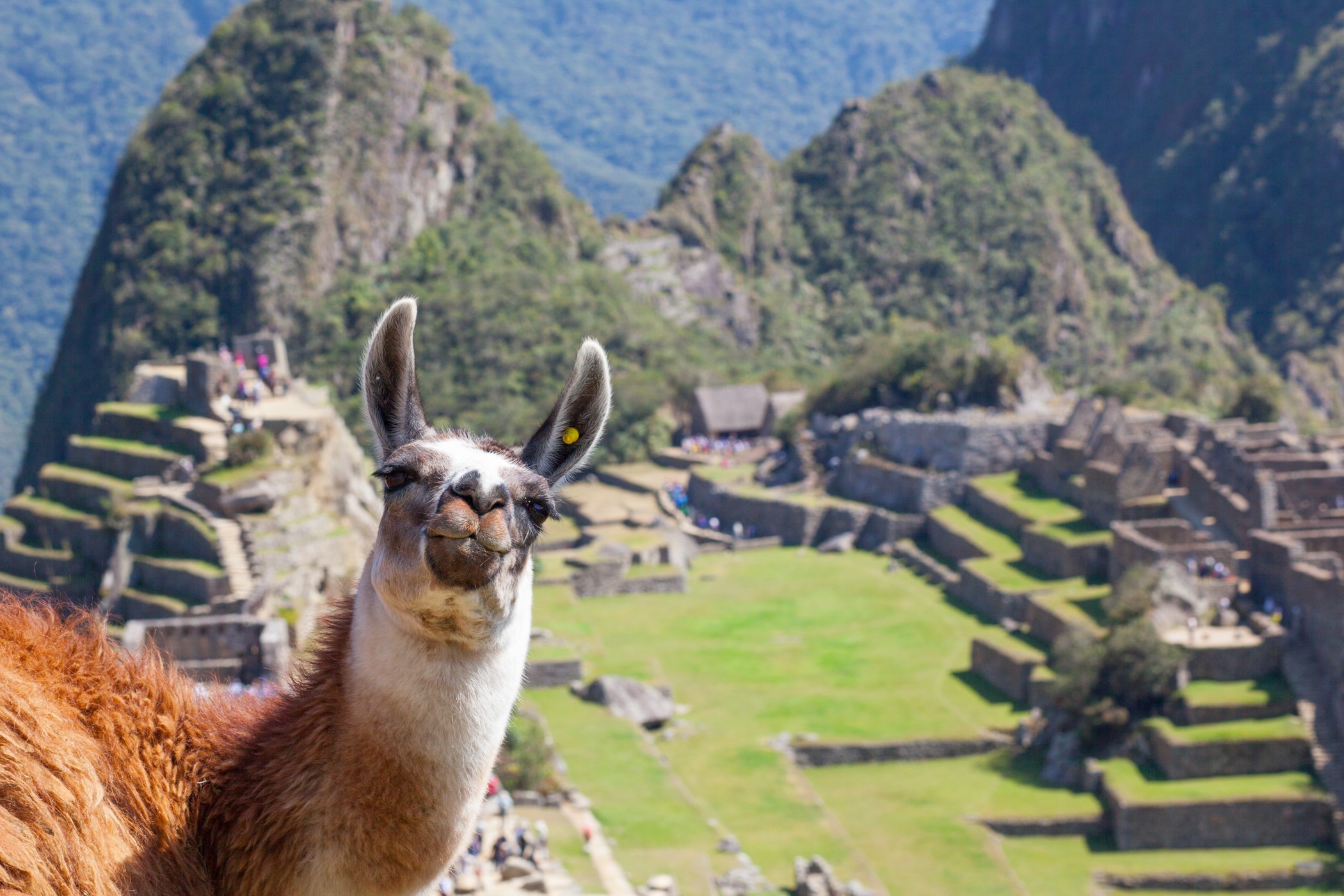 Photobombed by a Llama at Machu Picchu.