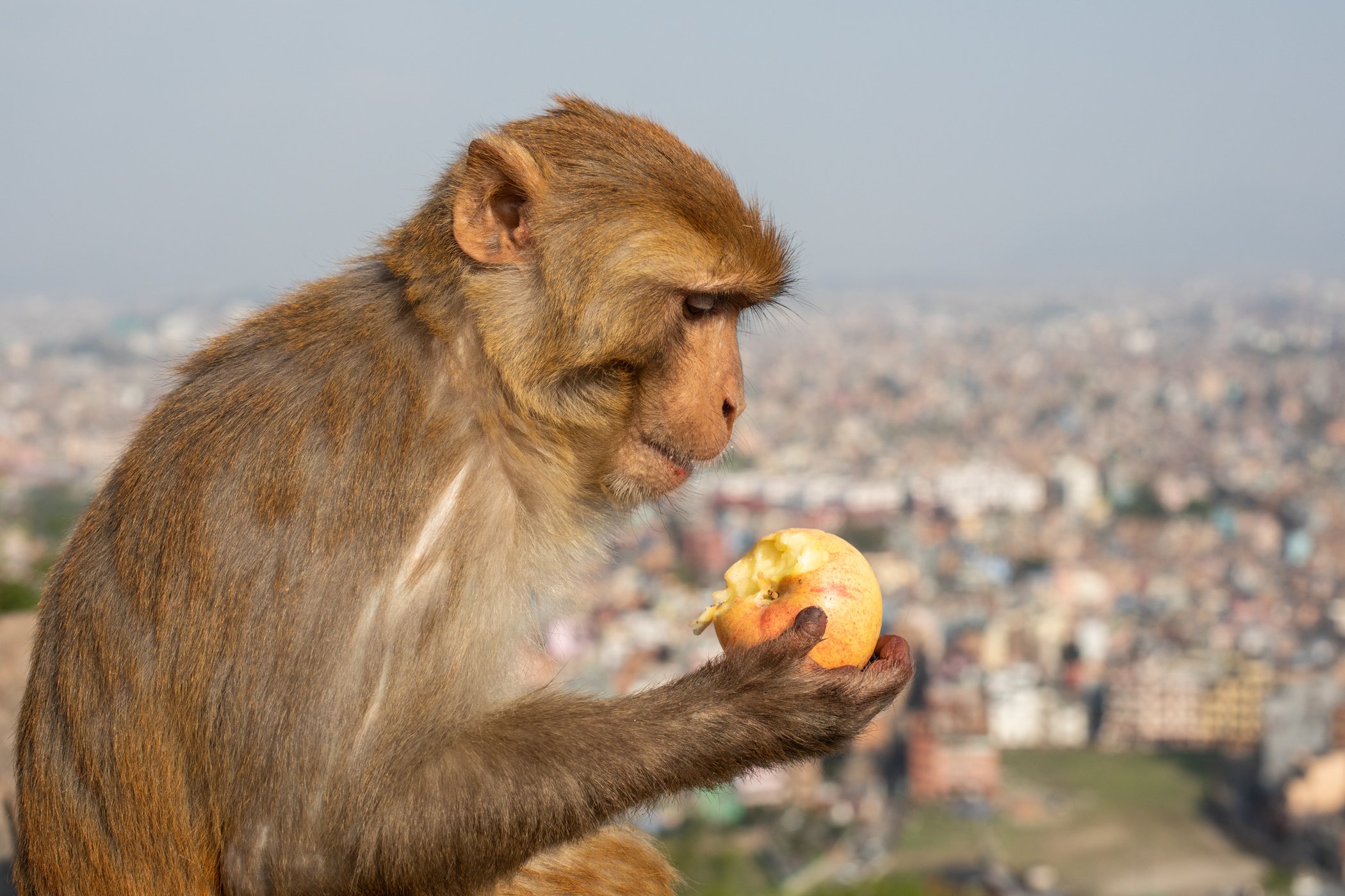 A Monkey enjoys an apple above the City of Kathmandu in Nepal.