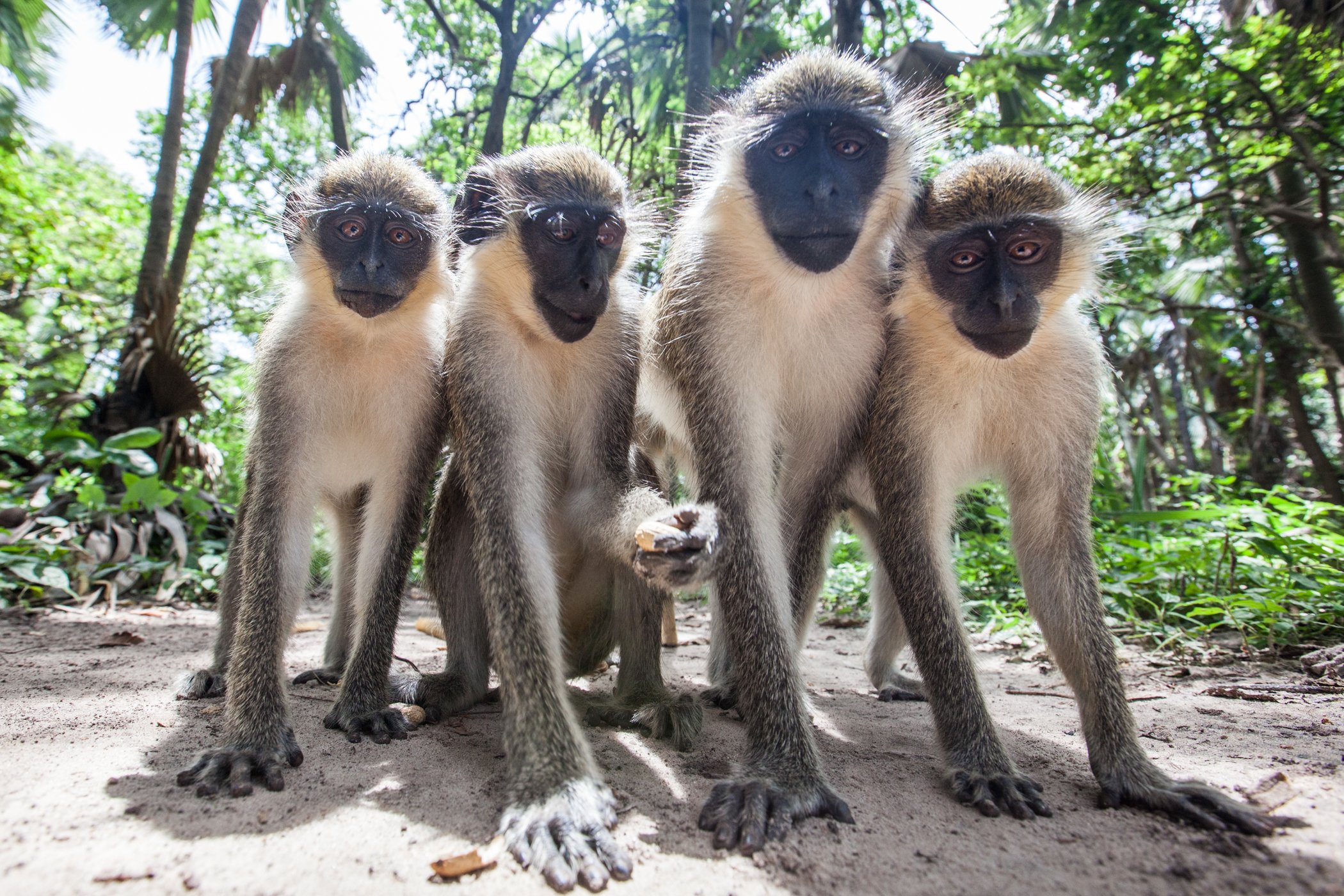 Four cheeky monkeys pose for a photo in the Bijilo Forest Park in The Gambia.