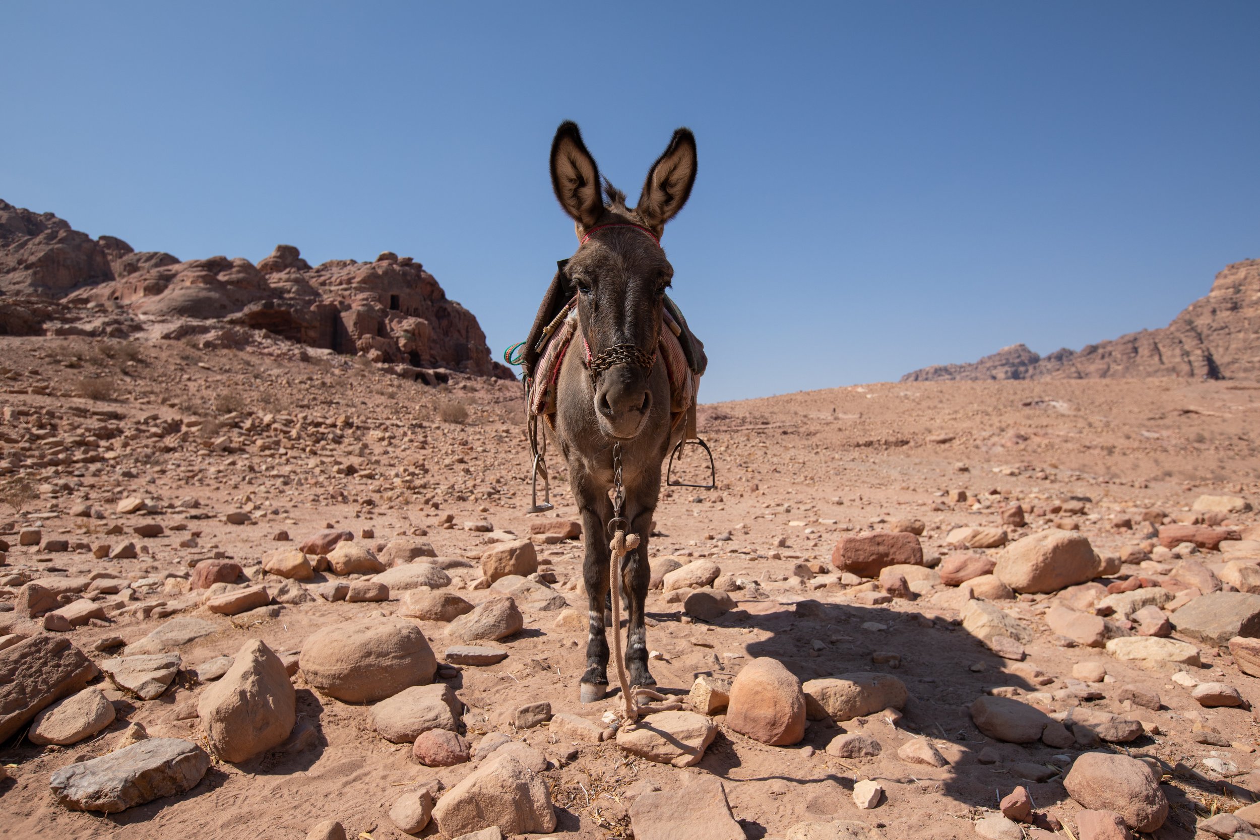 Wide angle portrait of a Donkey at the Petra National Park in Jordan.