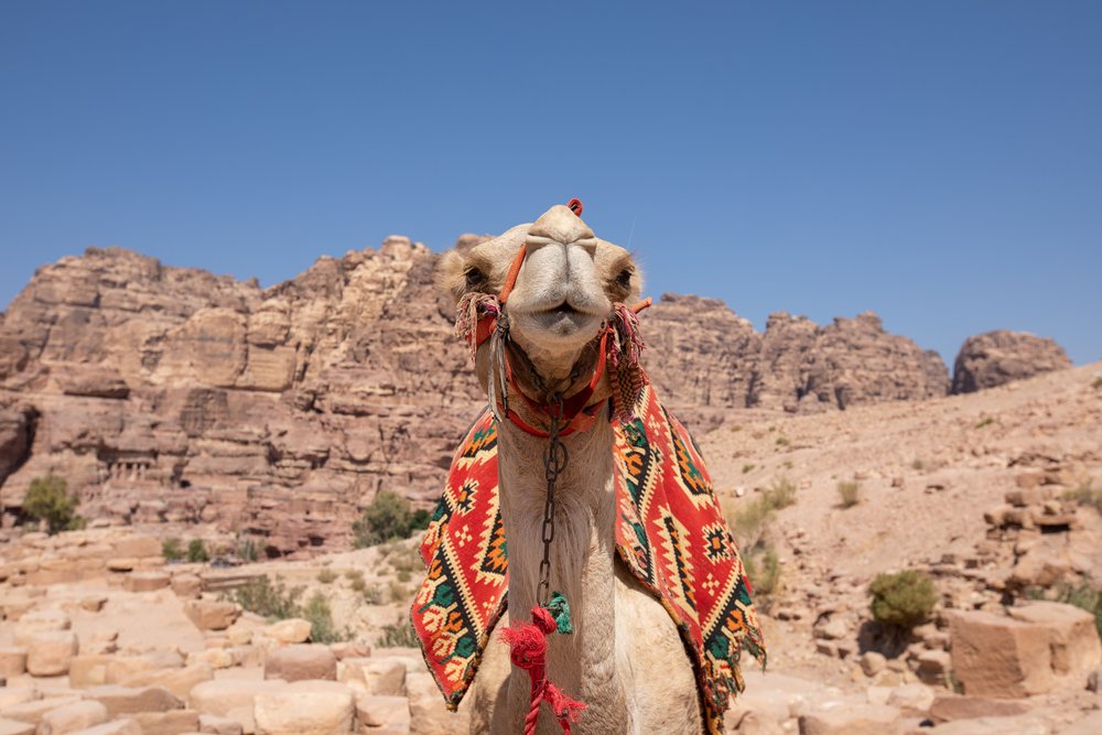 A Camel at the famous Petra site in Jordan.