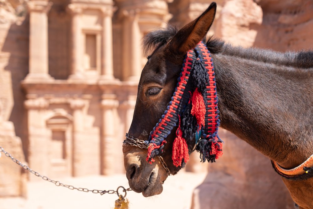 A Horse in front of the Monastery building at Petra in Jordan.