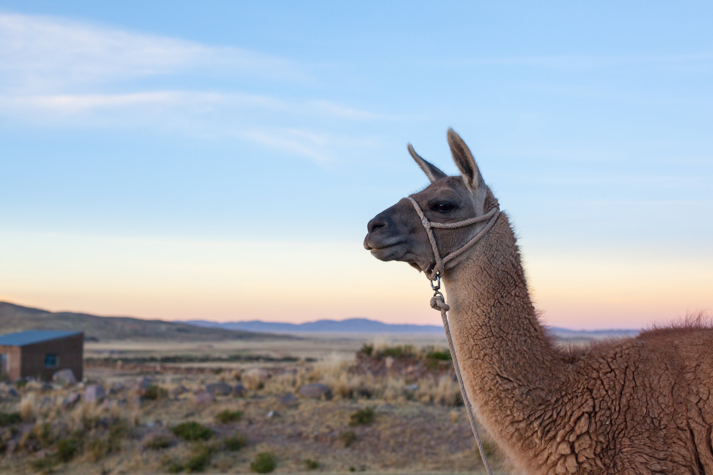 Everyone loves a Llama!  Travel photography blogging by Geraint Rowland.