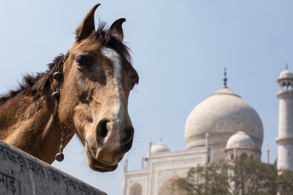 Horse portrait in front of the iconic Taj Mahal in India.