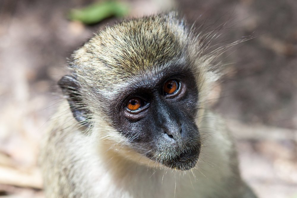 Green Monkey Portrait, The Gambia.