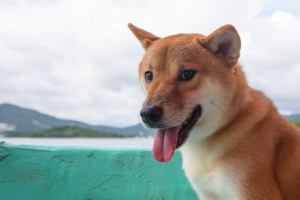 A cute dog poses for a photo on a boat in Hong Kong.